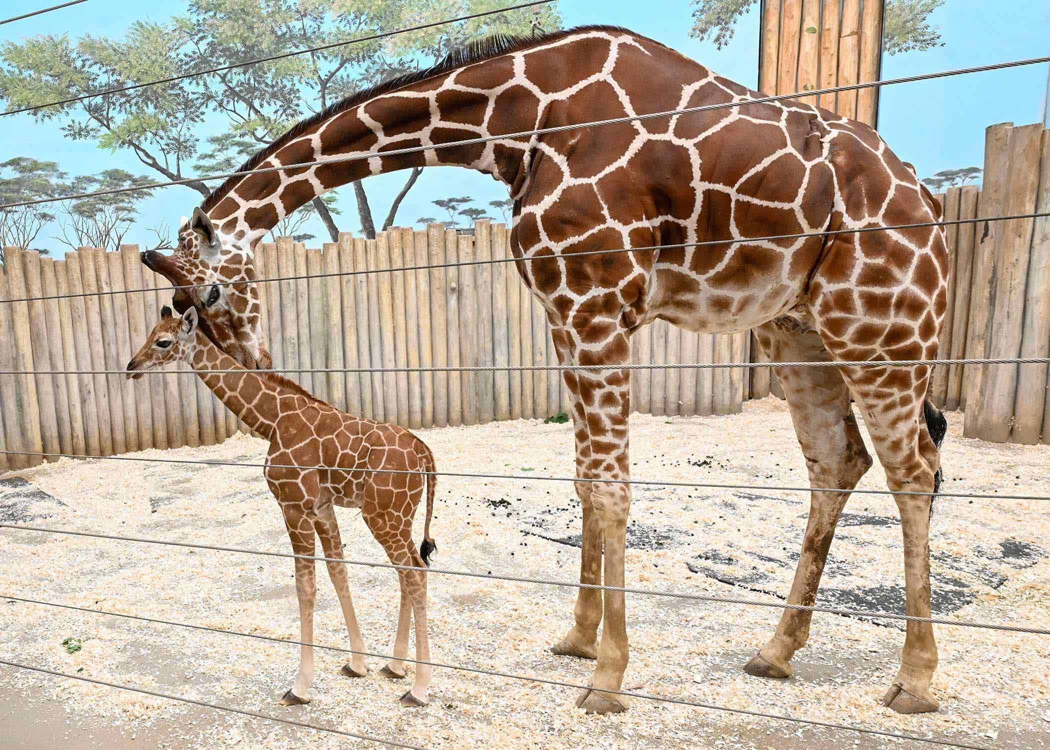 Brookfield Zoo’s Baby Giraffe Makes Her Public Debut, and She Has a