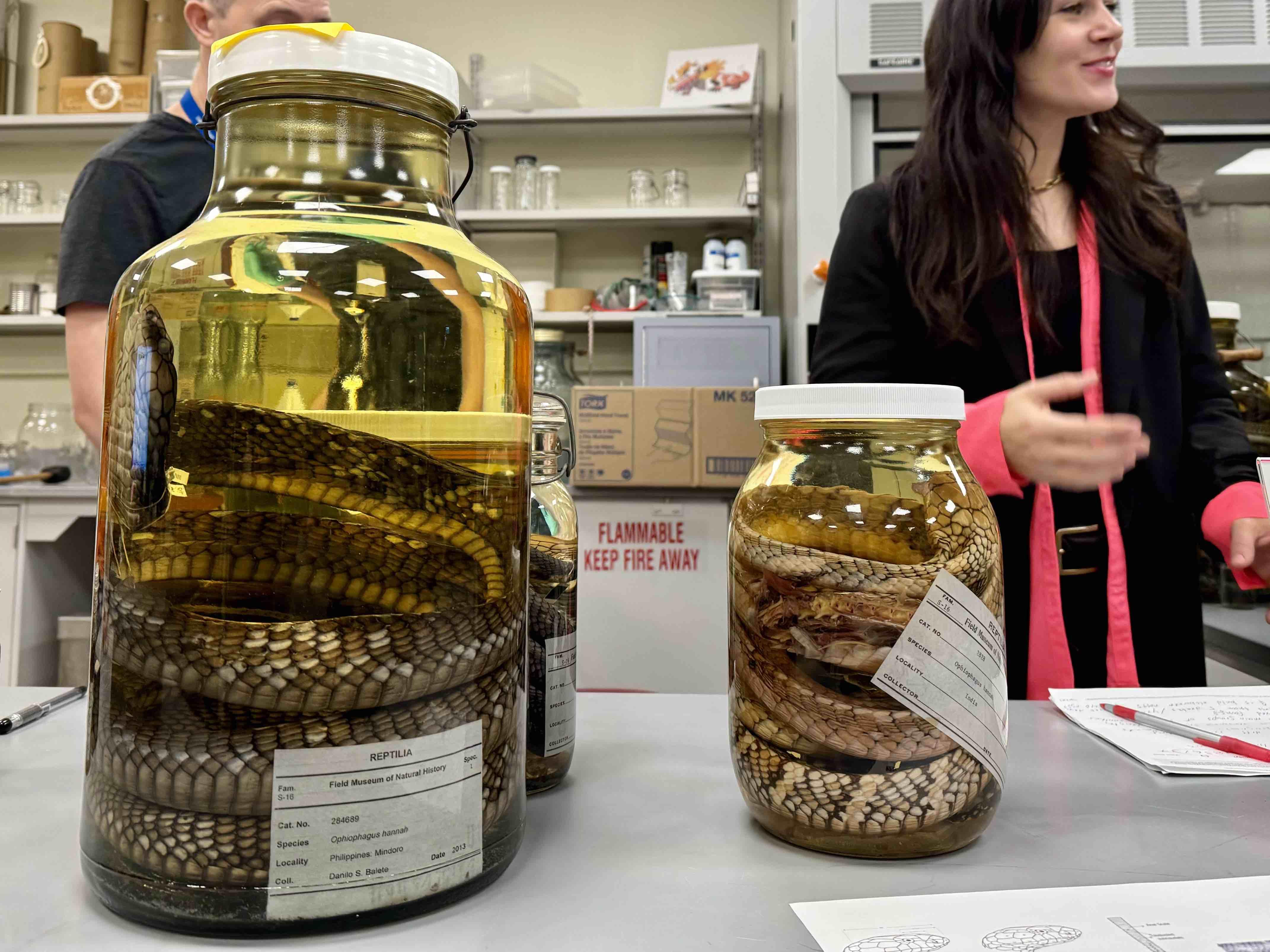 The Field Museum’s 37 king cobra specimens, like these pictured, will need to be reclassified. (Patty Wetli / WTTW News)