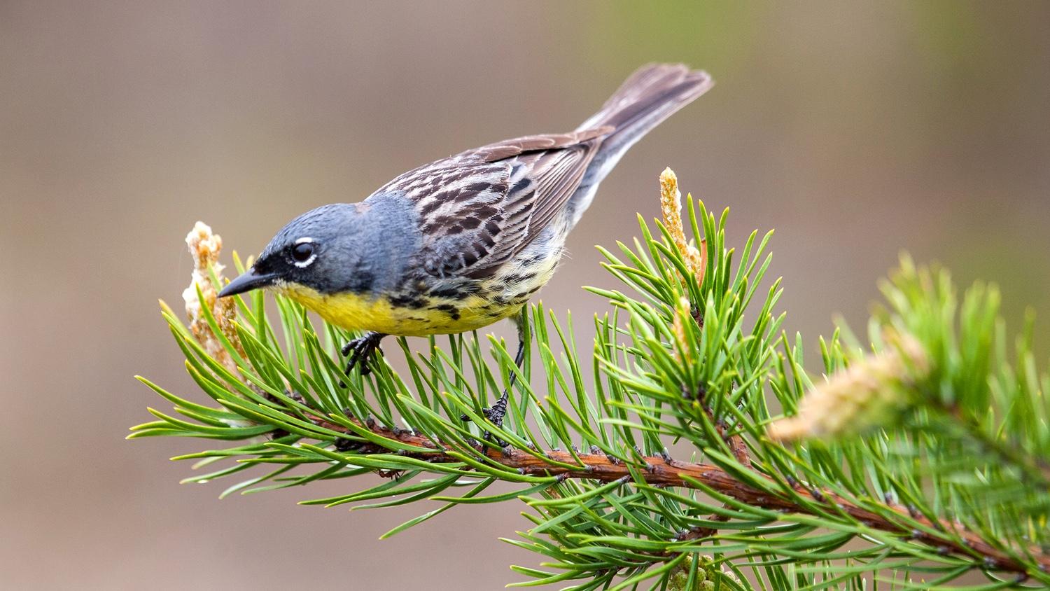 The rarity of the Kirtland's warbler and its highly specific habitat choice for breeding in northern Michigan made it an ideal choice for research. (Courtesy of Nathan Cooper)