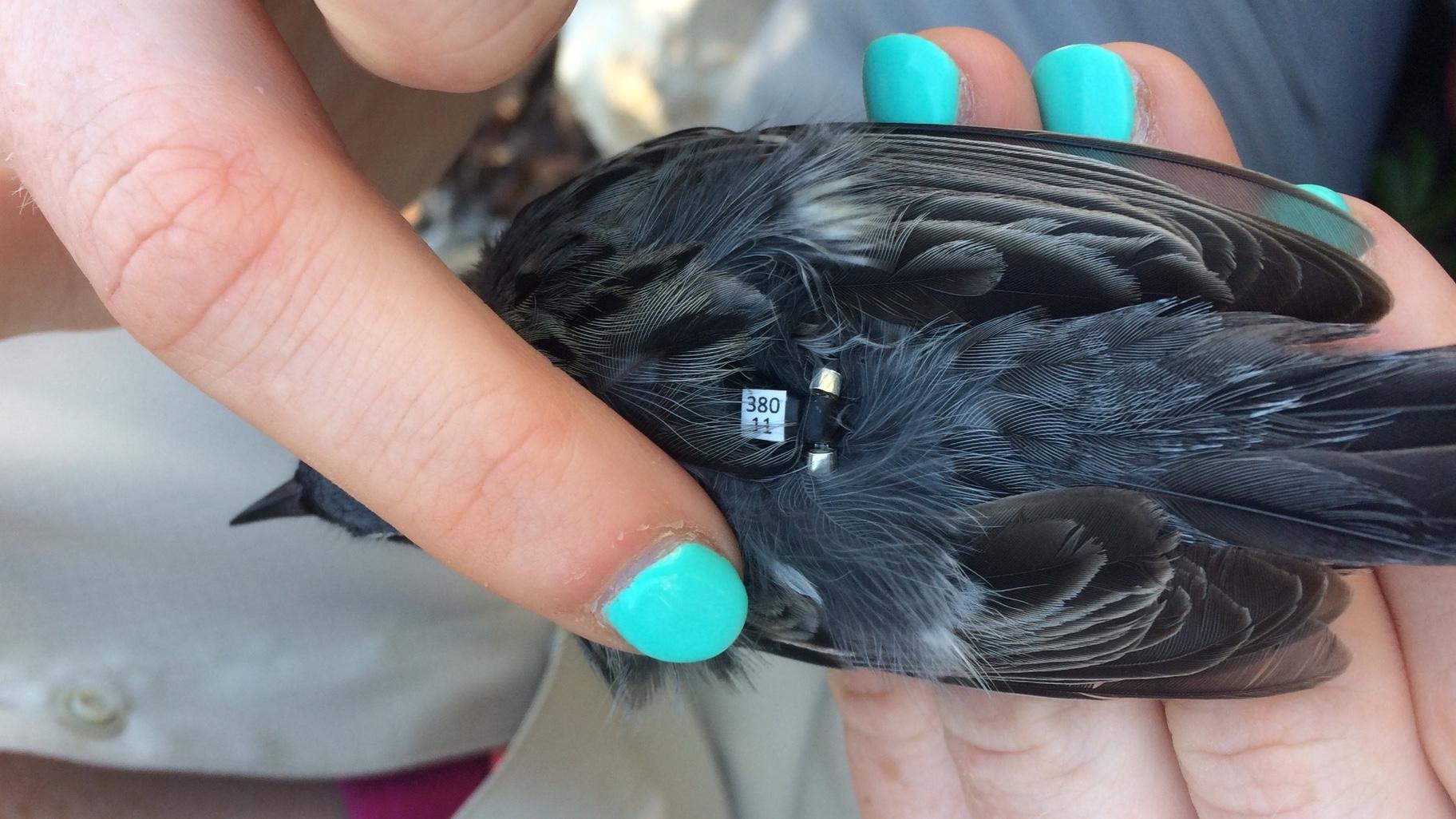 A warbler tagged with a tiny geolocator. (Courtesy of Heather Skeen)