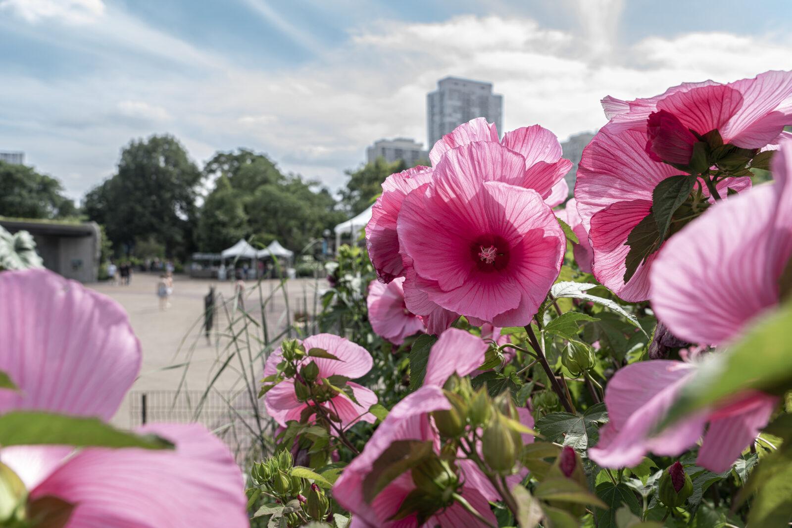 One of the more than 90 varieties of hibiscus at Lincoln Park Zoo. (Courtesy Lincoln Park Zoo)