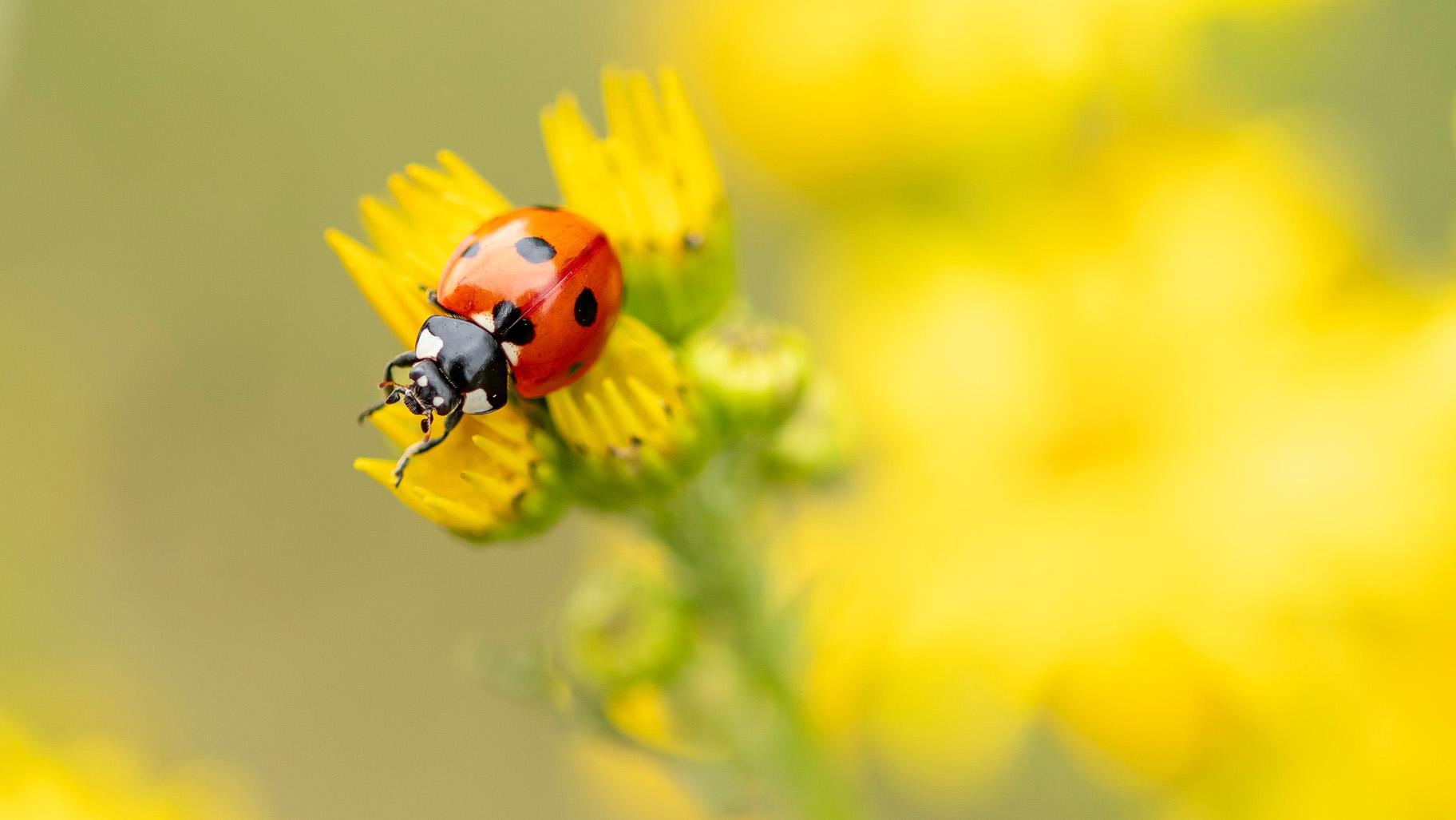 A friendly ladybug, with fewer spots, a red body and no M-marking on its head. (Colorful Soul / iStock)