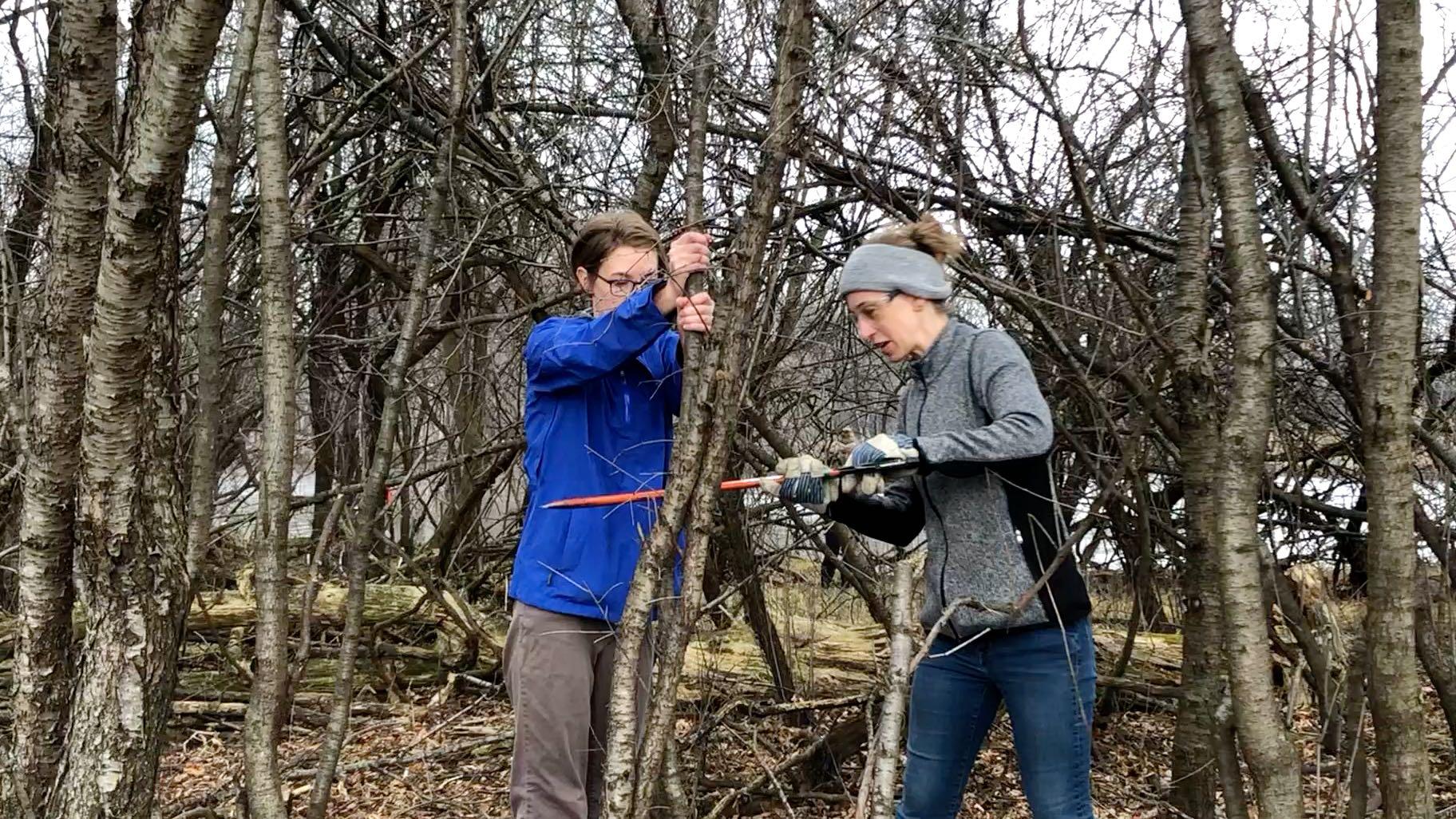 Shedd Aquarium biologist Melissa Youngquist (left) and volunteer Beth Herzfeld team up to take down some buckthorn. (Patty Wetli / WTTW News)