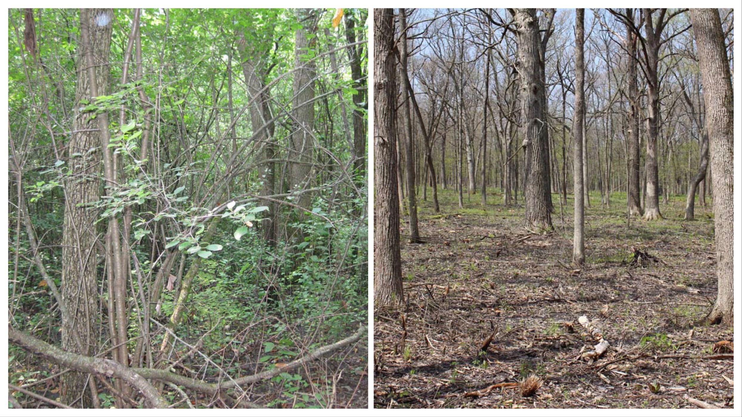 Before and after images showing an area choked by invasive buckthorn (l) and then cleared. (Lake County Forest Preserves)