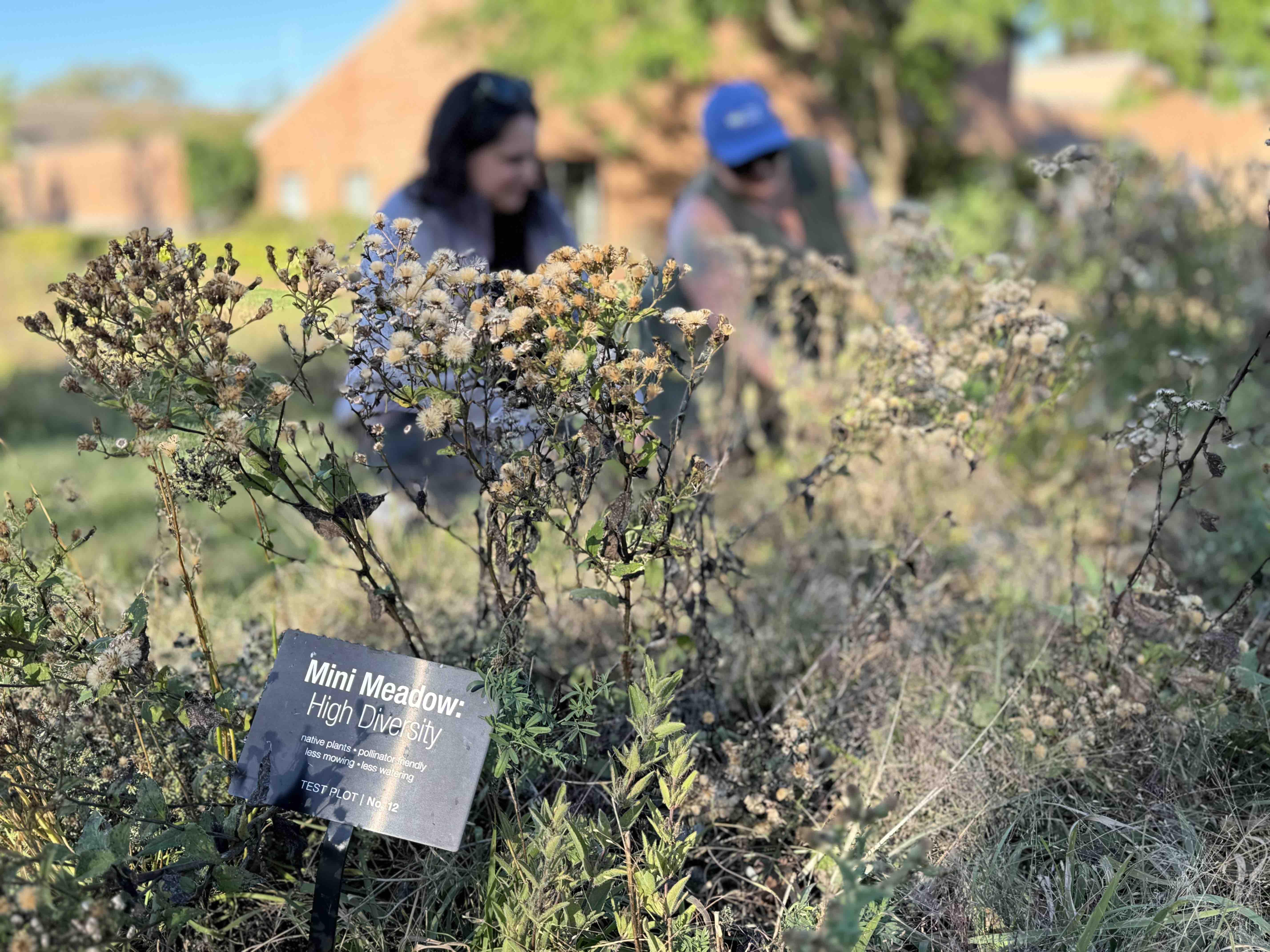 A mini-meadow test plot at the Chicago Botanic Garden has more diverse species than a turf lawn, but it’s also taller. Will people like it as an alternative? (Patty Wetli / WTTW News)