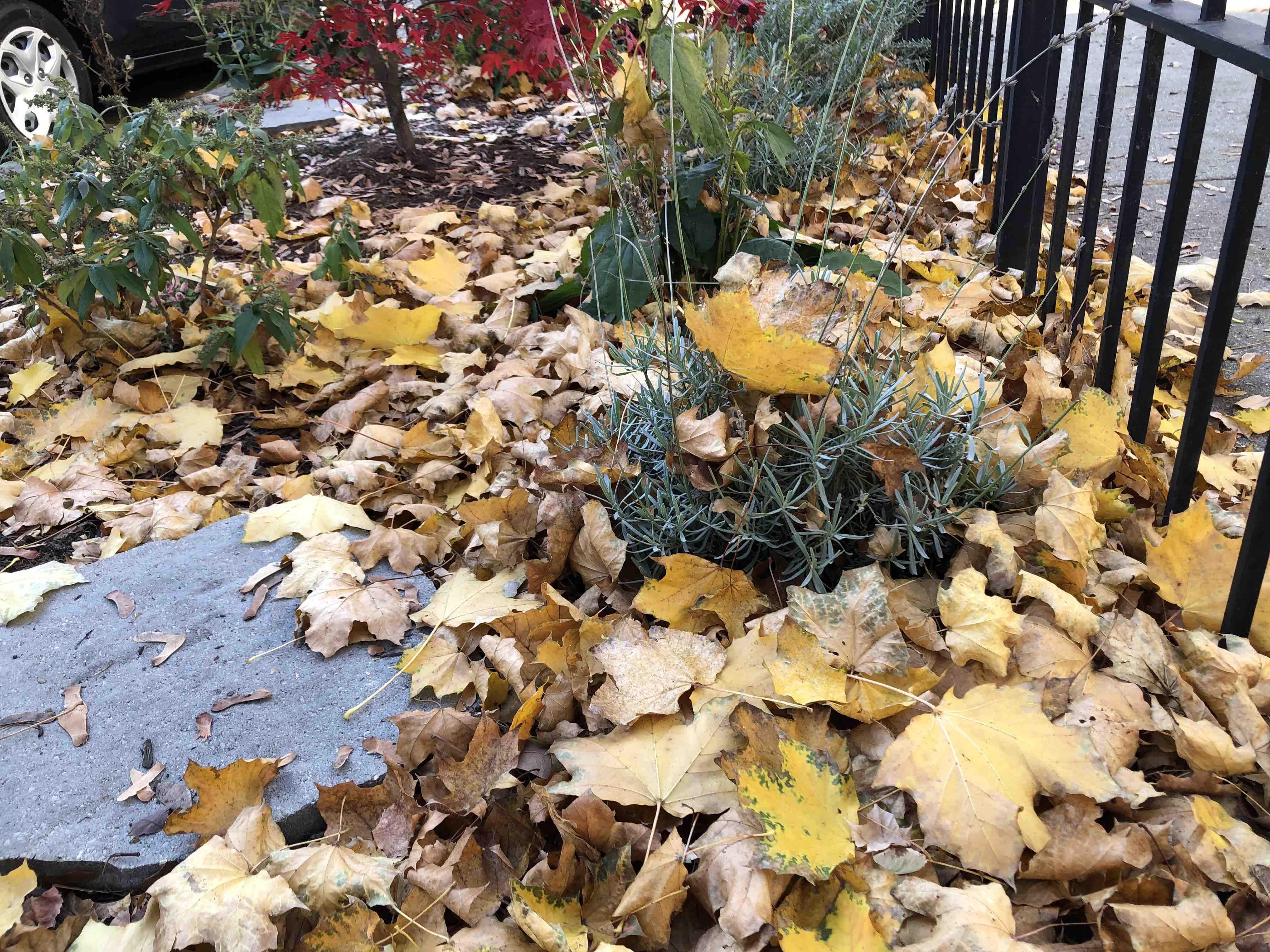 Have You Heard of 'Leave the Leaves'? It Might Not Mean What You Think, So  Don't Toss That Rake Just Yet, Chicago News