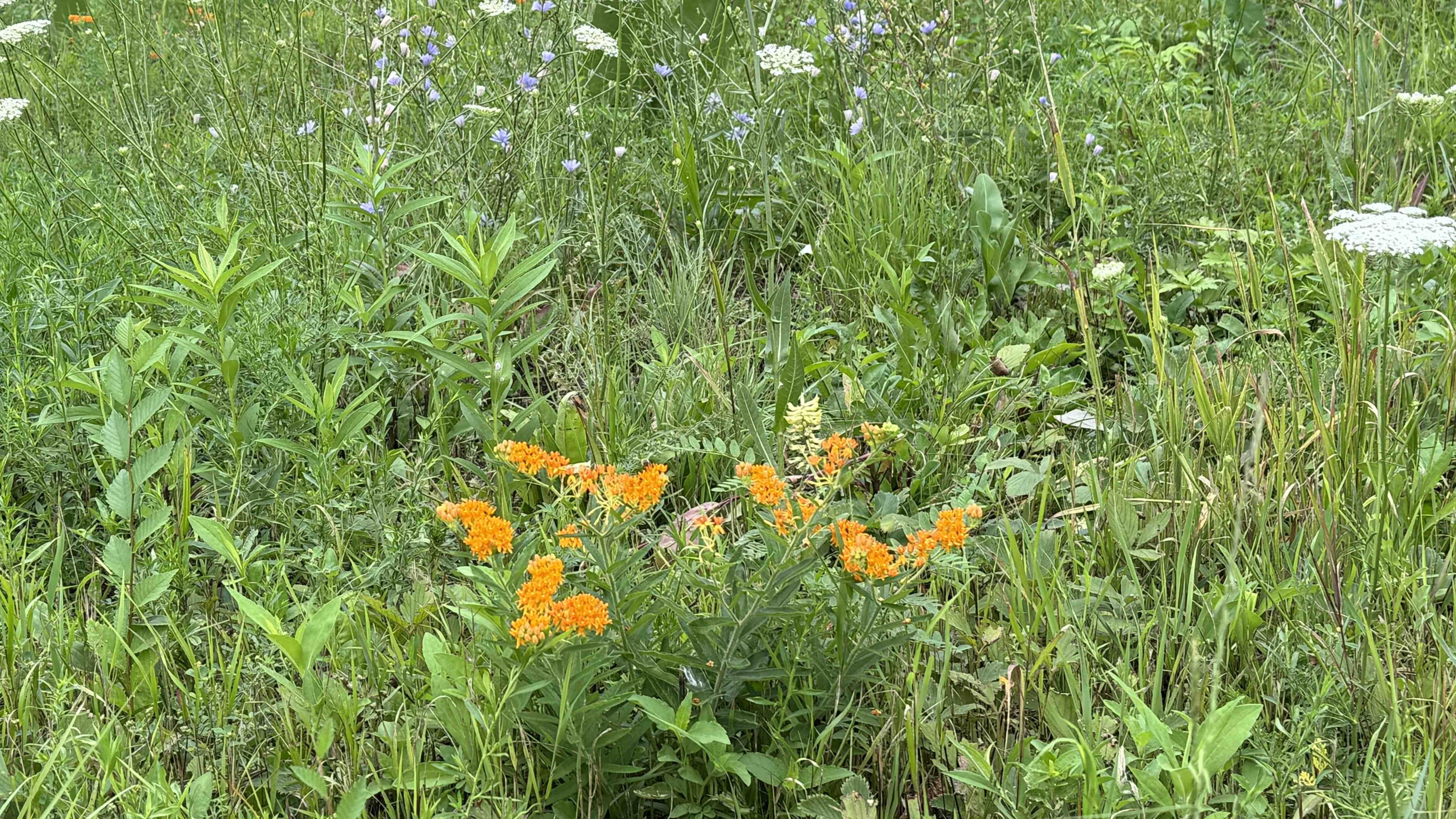 The Park District said mowing suppresses weeds and invasive species, helping natives establish a foothold in natural areas. In Legion Park, native butterfly weed is thriving in the mowed section, but so is chicory and Queen Anne’s lace. (Patty Wetli / WTTW News)