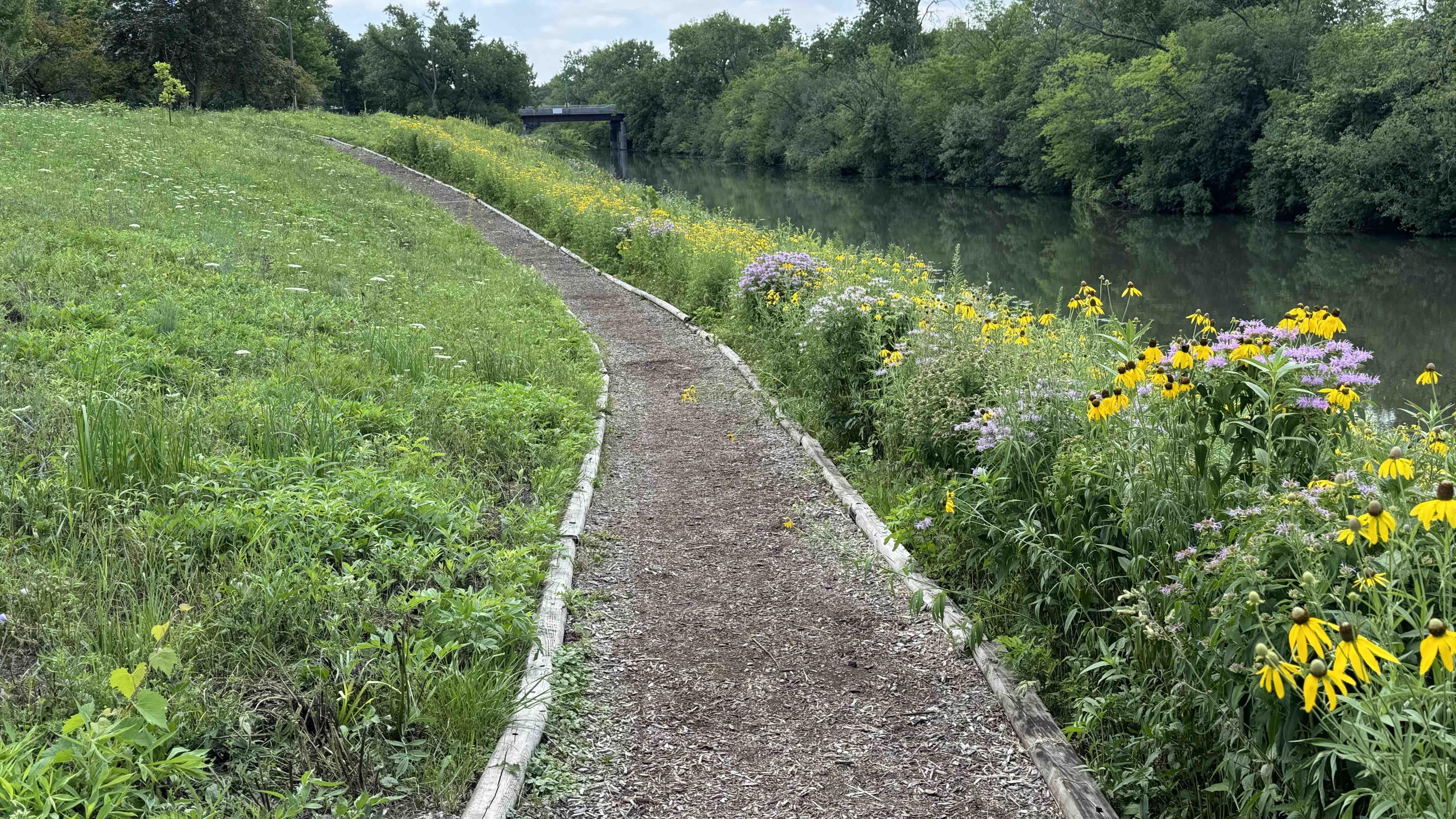 In June, the Chicago Park District mowed part of the natural area (left side of trail) in Legion Park on the North Side. There’s no advisory council or volunteer steward at Legion, though WTTW News did, back in June, ask the Park District to explain the mowing. The district didn’t provide a response. (Patty Wetli / WTTW News)