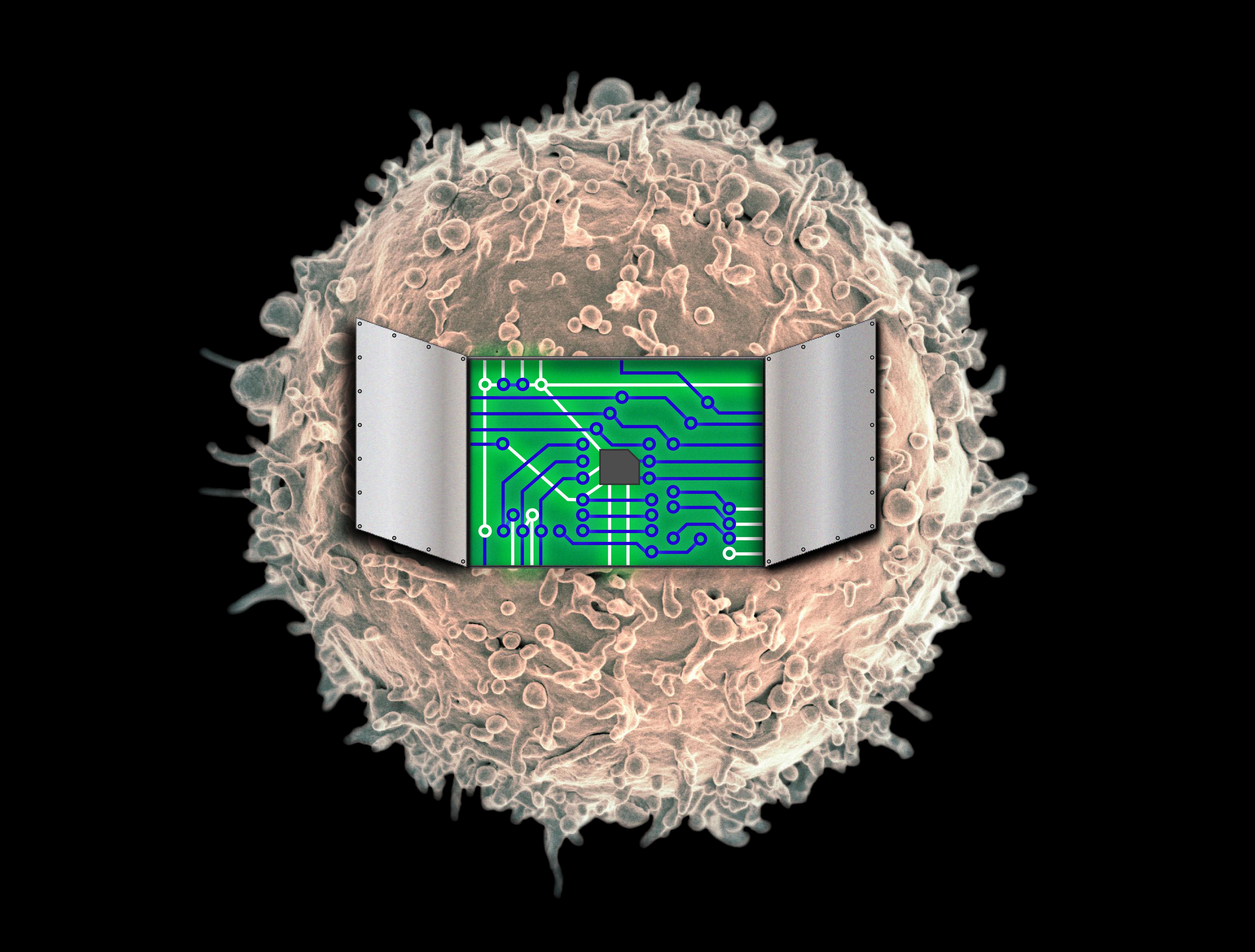 Northwestern University synthetic biologists have developed a technology for engineering customized immune cells to build programmable therapeutics. (Image: Joshua Leonard, Kelly Schwarz / Northwestern University. Cell image: NIAID/NIH / Flickr)