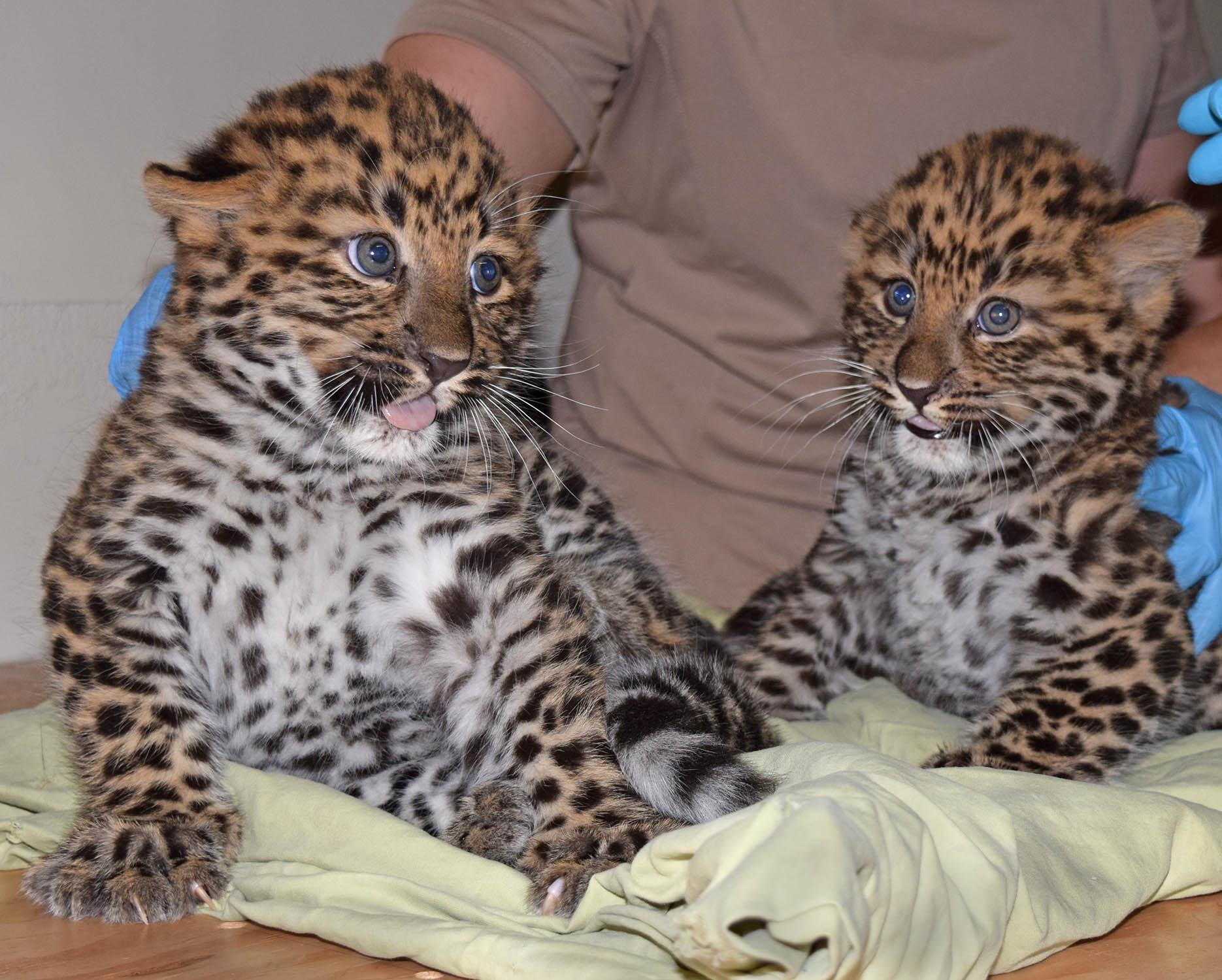 Brookfield Zoo's two newborn Amur lopeard cubs are currently living behind the scenes with their mother but will make their public debut in mid-July. (Cathy Bazzoni / Chicago Zoological Society)