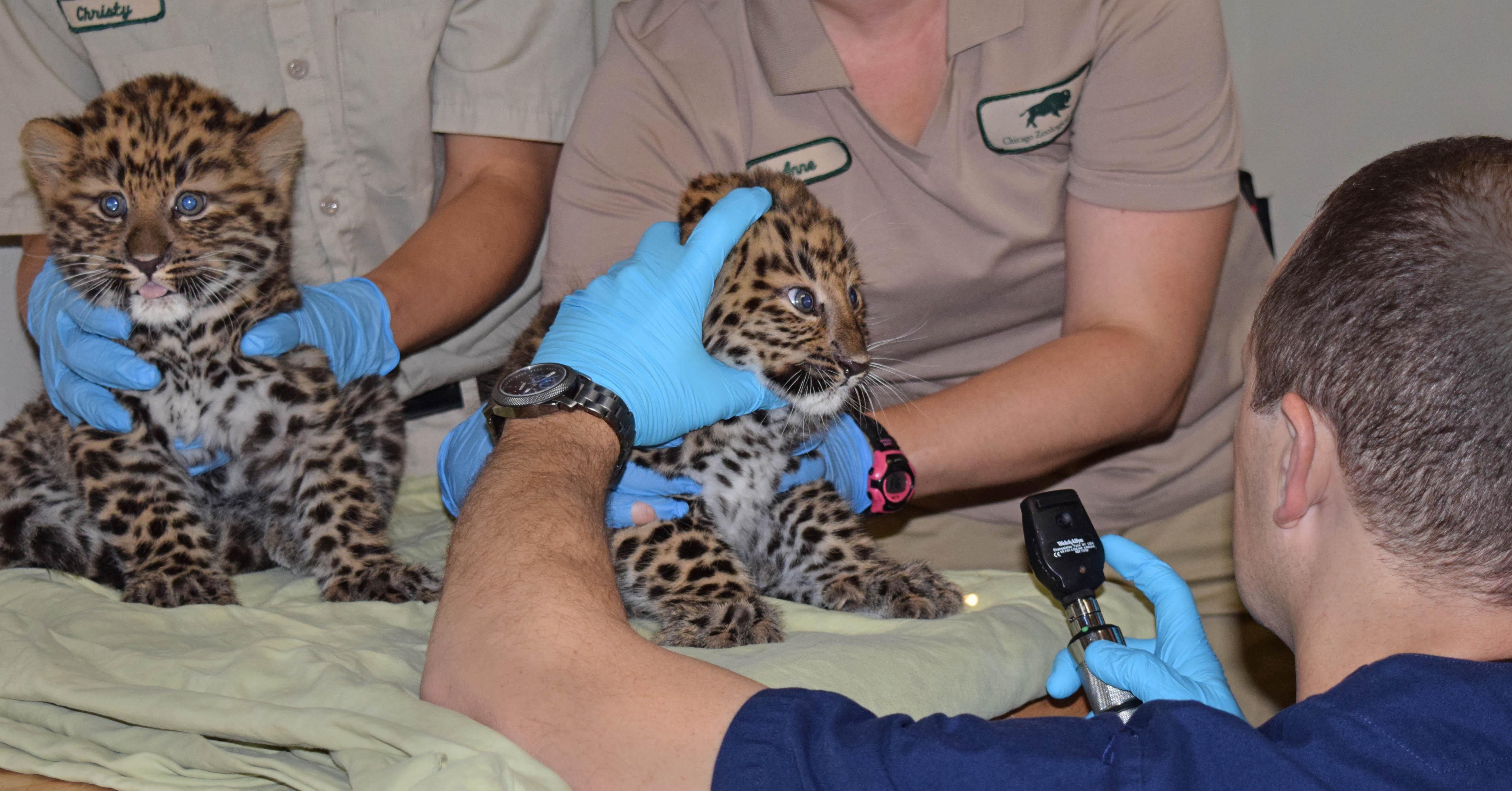 El Dr. Michael Adkesson, vicepresidente de medicina clínica de la Sociedad Zoológica de Chicago, examina uno de los dos cachorros macho de leopardo de Amur nacidos en el Zoológico de Brookfield el 18 de abril. (Cathy Bazzoni/Sociedad Zoológica de Chicago)