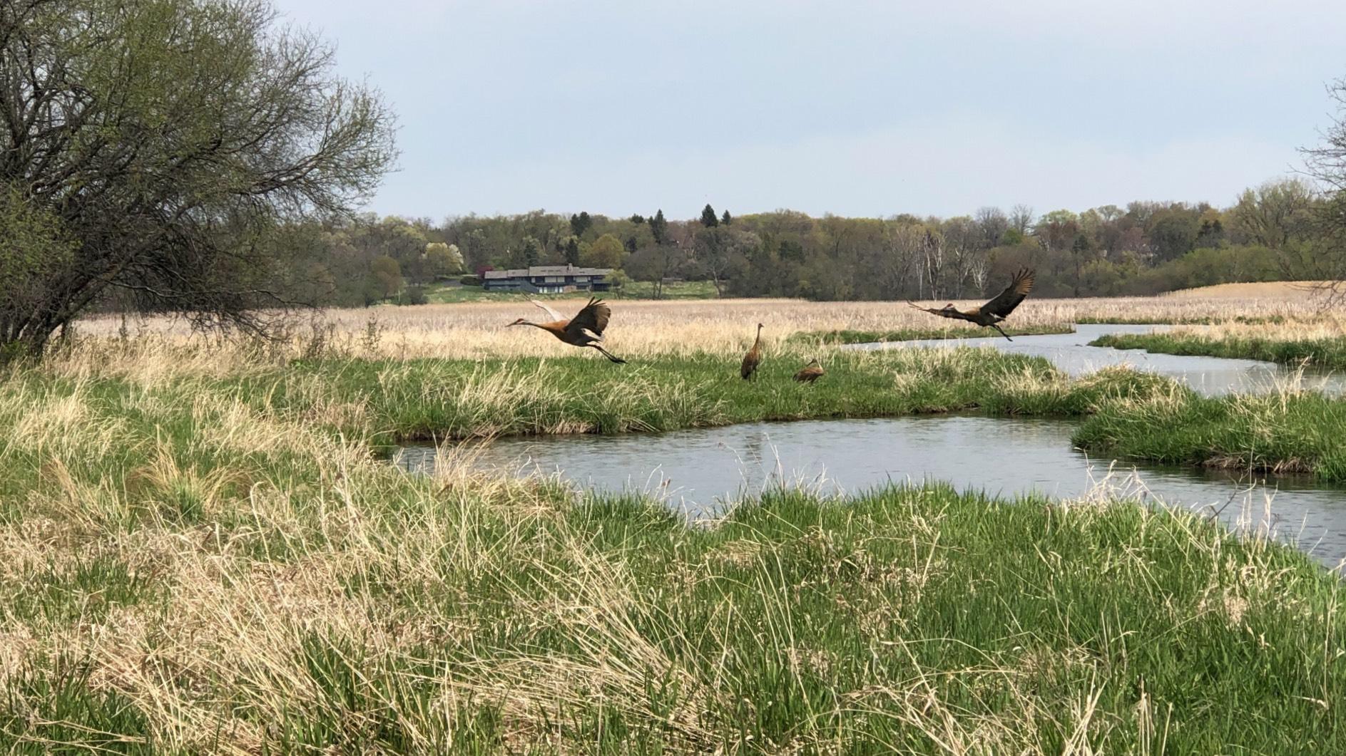 Sandhill cranes take flight at Spring Lake Nature Preserve. (Patty Wetli / WTTW News)