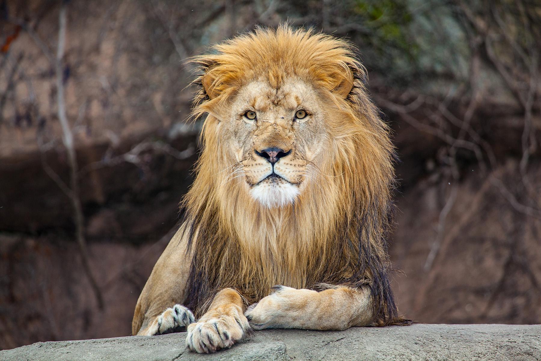 Sahar, Lincoln Park Zoo's 9-year-old male lion, died Sept. 27 while living temporarily at a zoo in Kansas. (Courtesy Lincoln Park Zoo) 