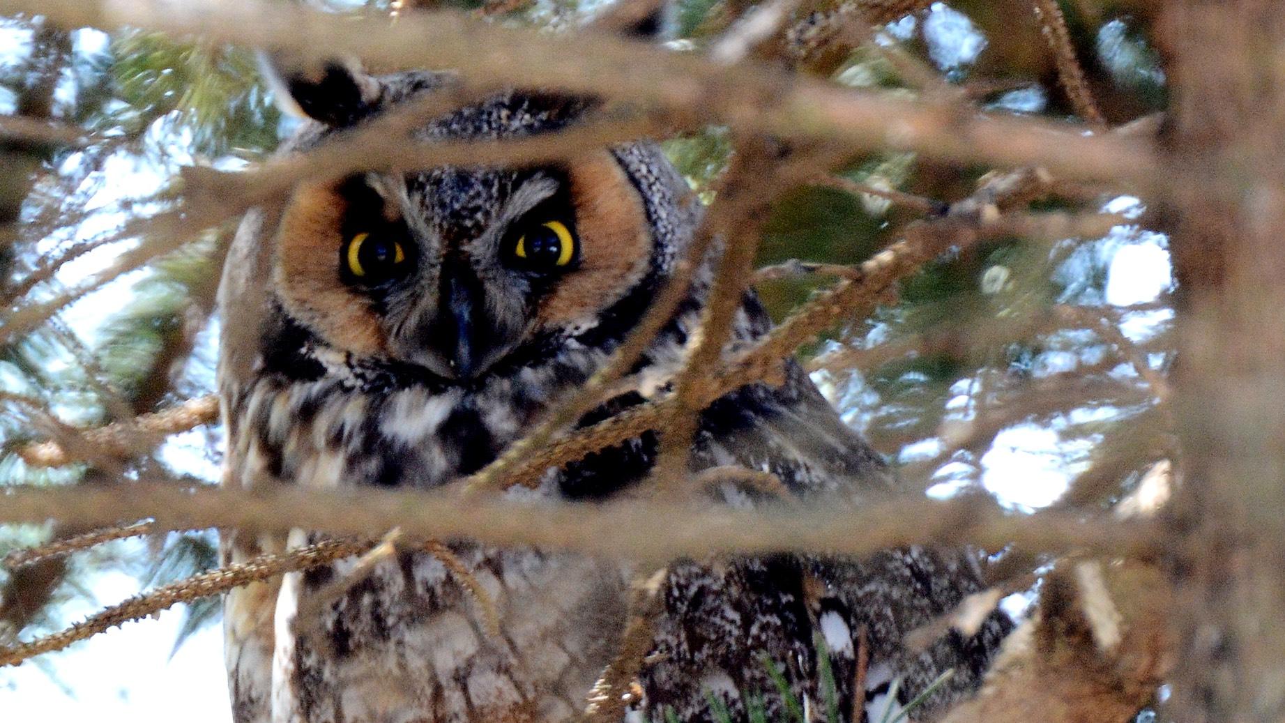 Long-eared owls are superbly camouflaged. (U.S. Fish and Wildlife Service)