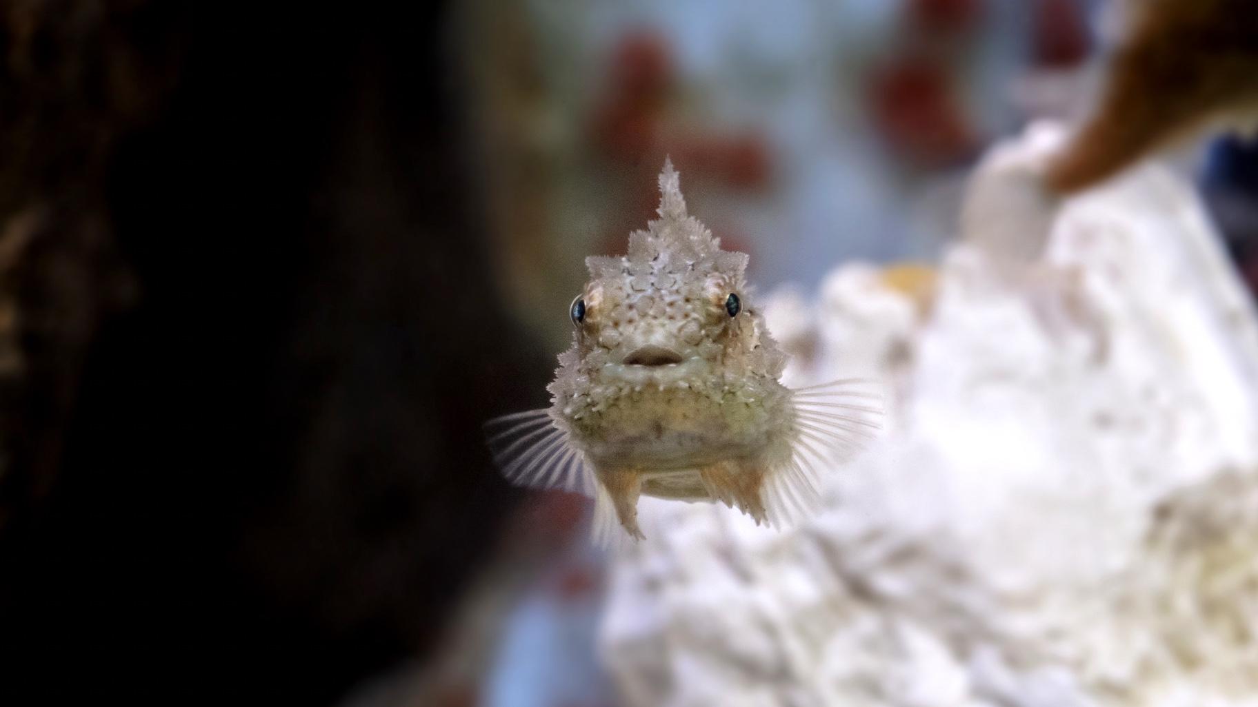 Lumpsuckers live on the bottom of the sea floor. They can be found in cold northern waters. (Shedd Aquarium)