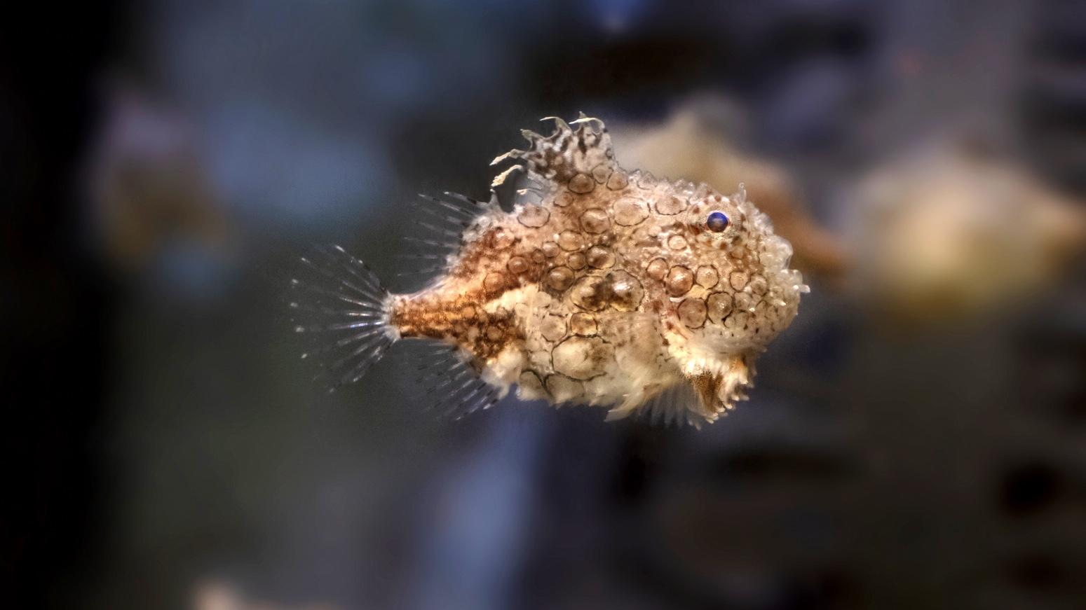 Lumpsuckers covered in tooth-like protrusions made of enamel. (Shedd Aquarium)