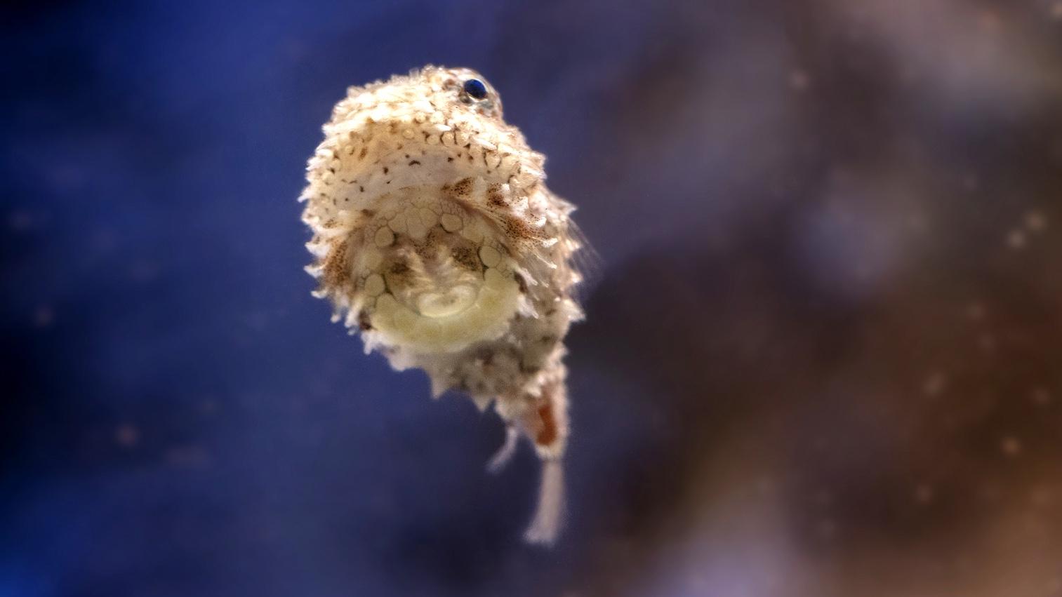 The lumpsucker’s namesake suction cup on its underside helps this poor swimmer anchor itself in place. (Shedd Aquarium)