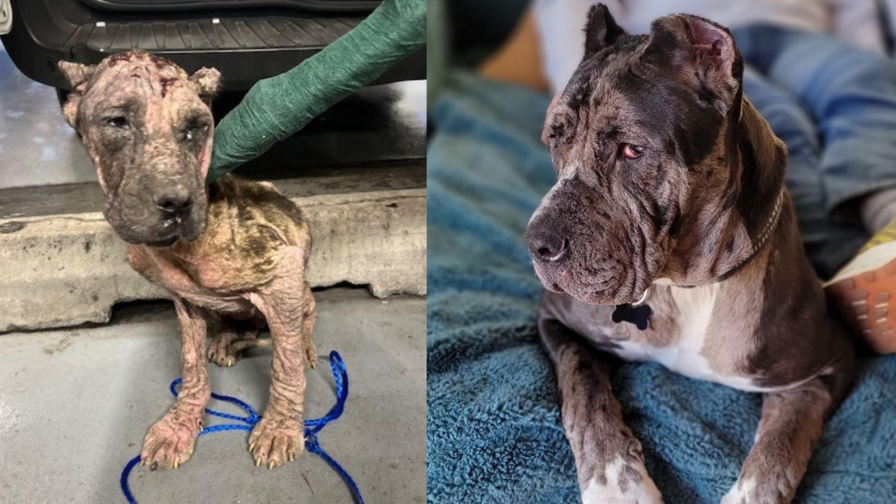 Before and after of Navy, who was taken in from Chicago Animal Care and Control by the local rescue group Mission Compassion Paw Rescue and Outreach. (Courtesy of Mission Compassion Paw Rescue and Outreach)