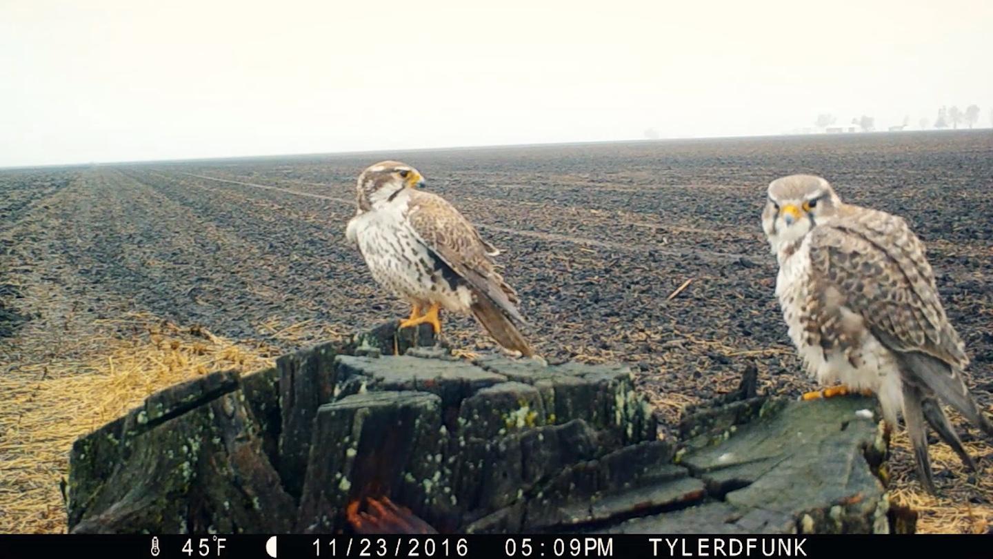Prairie falcons, captured on a trail cam. (Bob Dolgan / Turnstone Films)