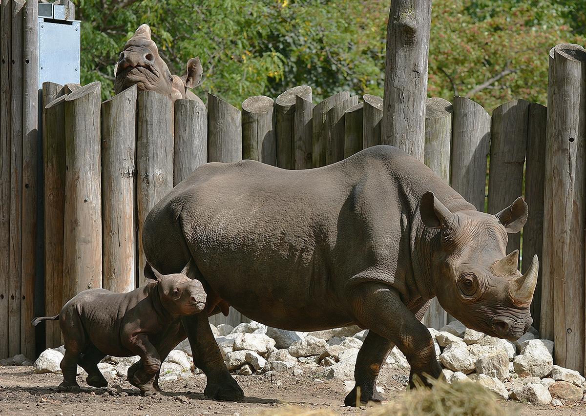 Kapuki and son King in November 2013 (Laszlo Szilagyi / Lincoln Park Zoo)