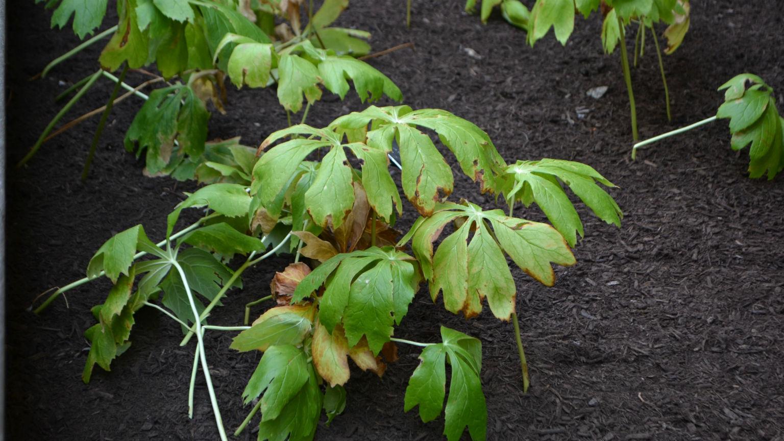 Found in abundance in Midwestern woods, the mayapple plant has had a variety of medical uses throughout history including use as a laxative and a treatment for warts. It’s also the source of two anticancer drugs. (Kristen Thometz / Chicago Tonight)