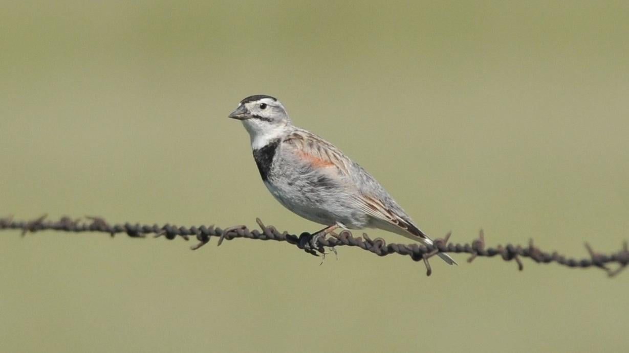 A thick-billed longspur, formerly known as McCown's longspur. The bird was renamed in 2020, due to John P. McCown's legacy as a Confederate general and record of warring against Indigenous people. (Scott Somershoe / U.S. Fish & Wildlife Service Mountain-Prairie Region)