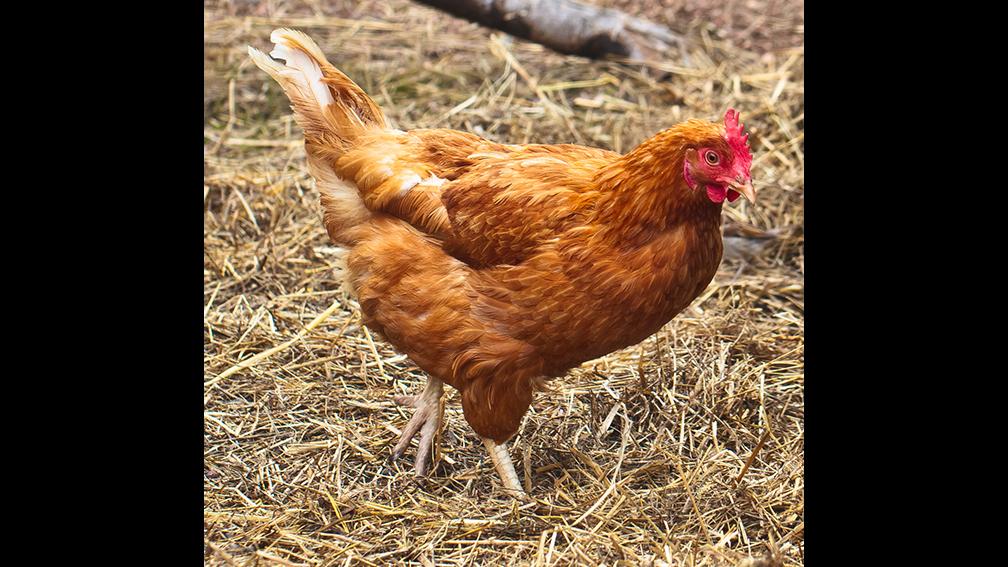 Lincoln Park Zoo is ending its “Meet an Animal” program, which allowed visitors to touch or experience up close a handful of animals, including chickens. (Courtesy Lincoln Park Zoo) 