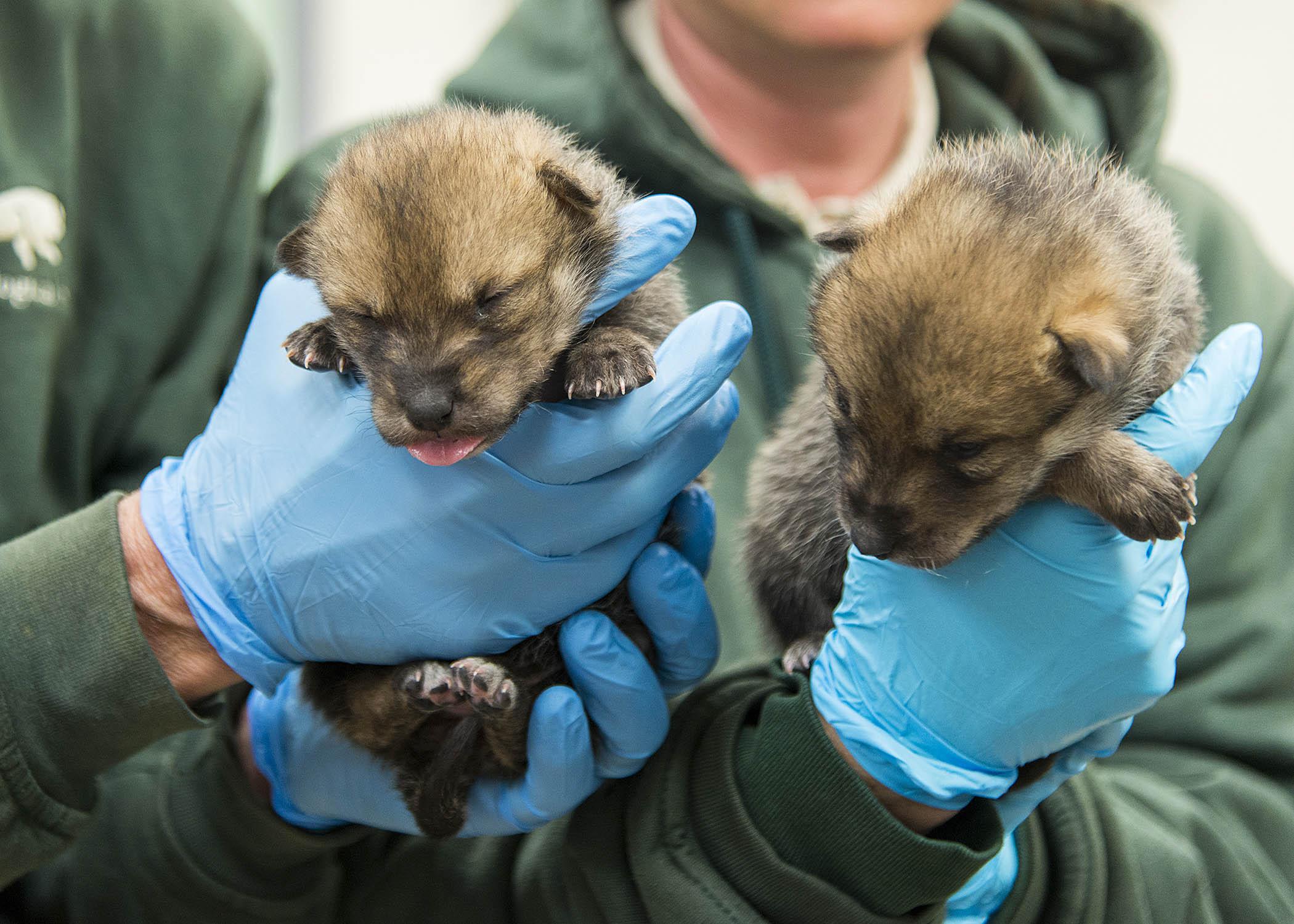 Two wild-born Mexican gray wolf puppies arrived at Brookfield Zoo in May as part of the U.S. Fish & Wildlife Service's recovery program for the species. (Mexican Wolf Interagency Field Team / Chicago Zoological Society)
