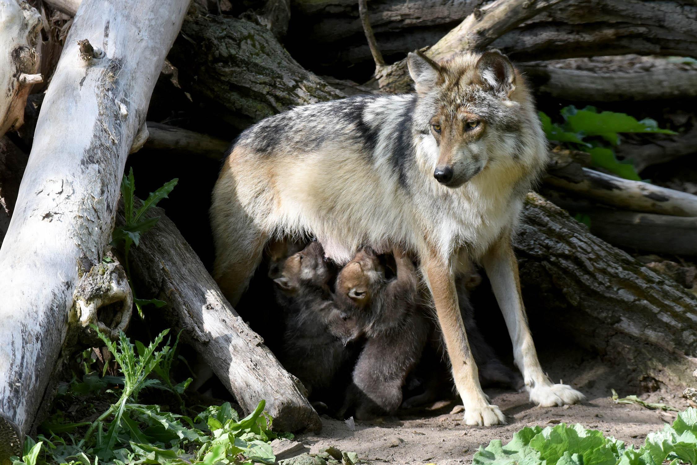 Mexican gray wolf Zana gave birth to five pups in April. Two of the pups were transferred from the zoo and placed in the den of the San Mateo wolf pack in New Mexico. (Courtesy Chicago Zoological Society)