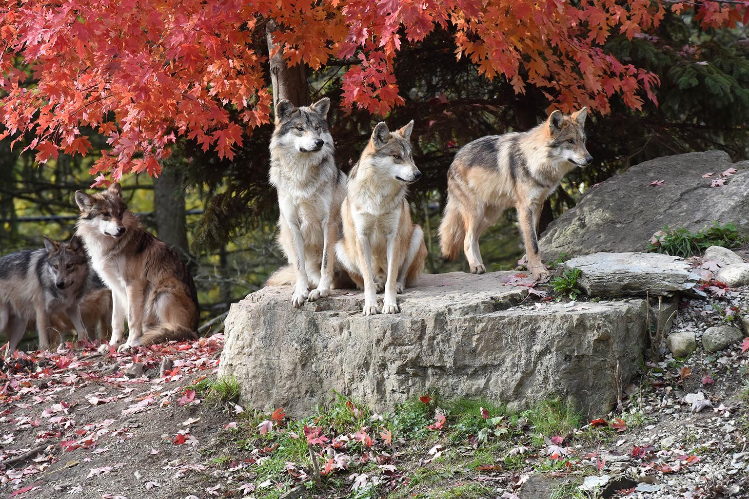 A group of Mexican wolves at Brookfield Zoo (Jim Schulz / Chicago Zoological Society)