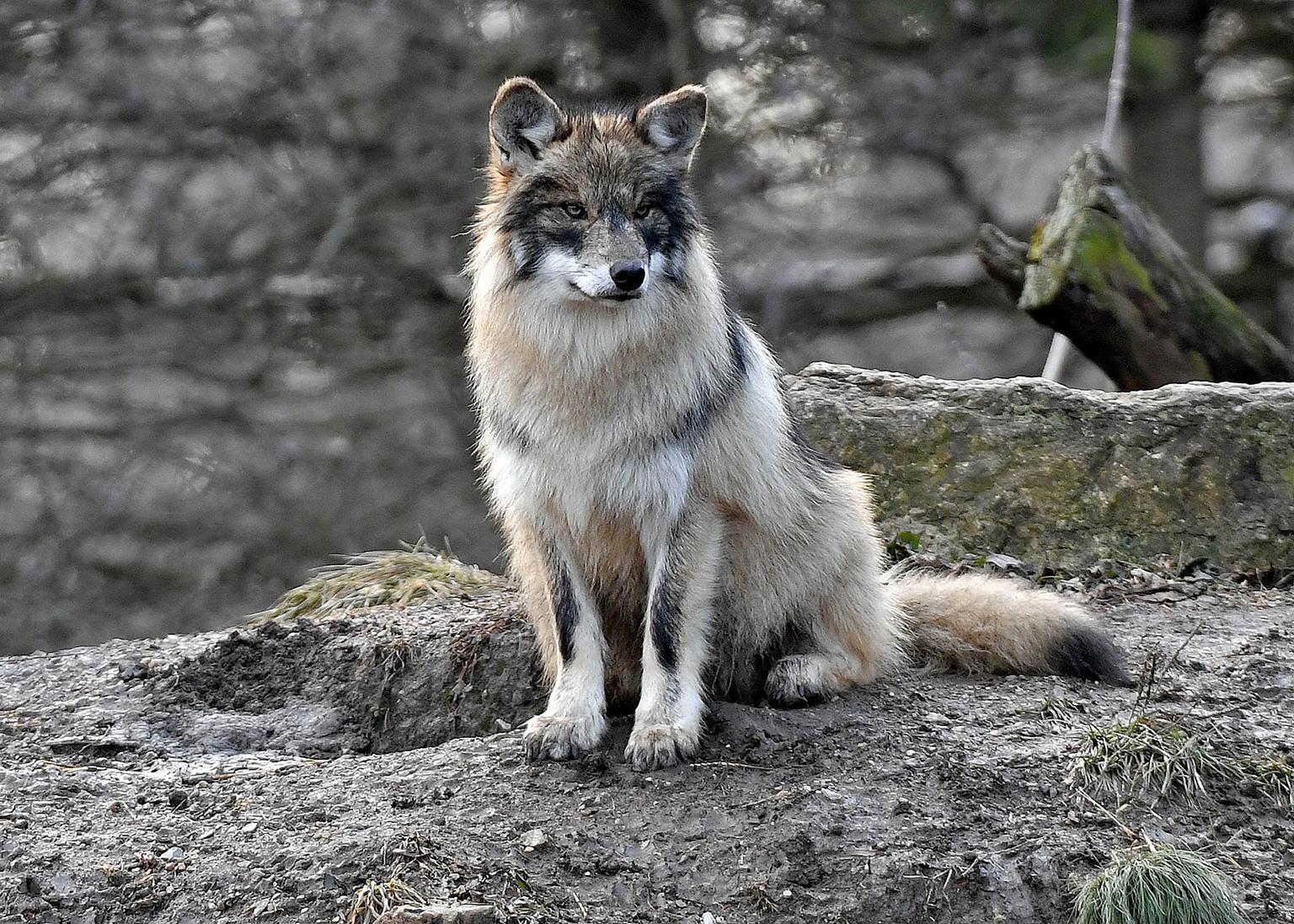 Ela, a 2-year-old Mexican wolf, will become the new alpha female at Brookfield Zoo. A new male scheduled to arrive this fall will be introduced to her. (Jim Schulz / Chicago Zoological Society)