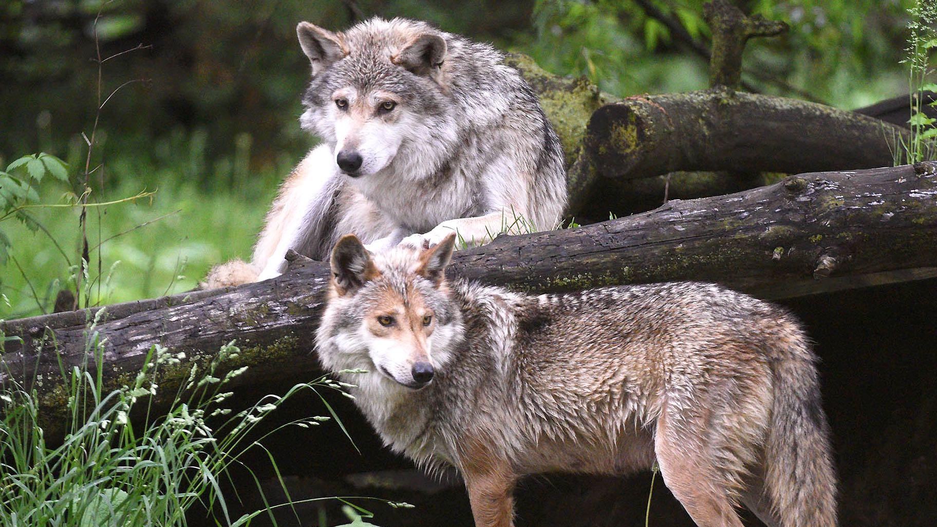 Amigo (top) and Vivilette, Brookfield Zoo’s Mexican wolf pair. (Chicago Zoological Society-Brookfield Zoo)