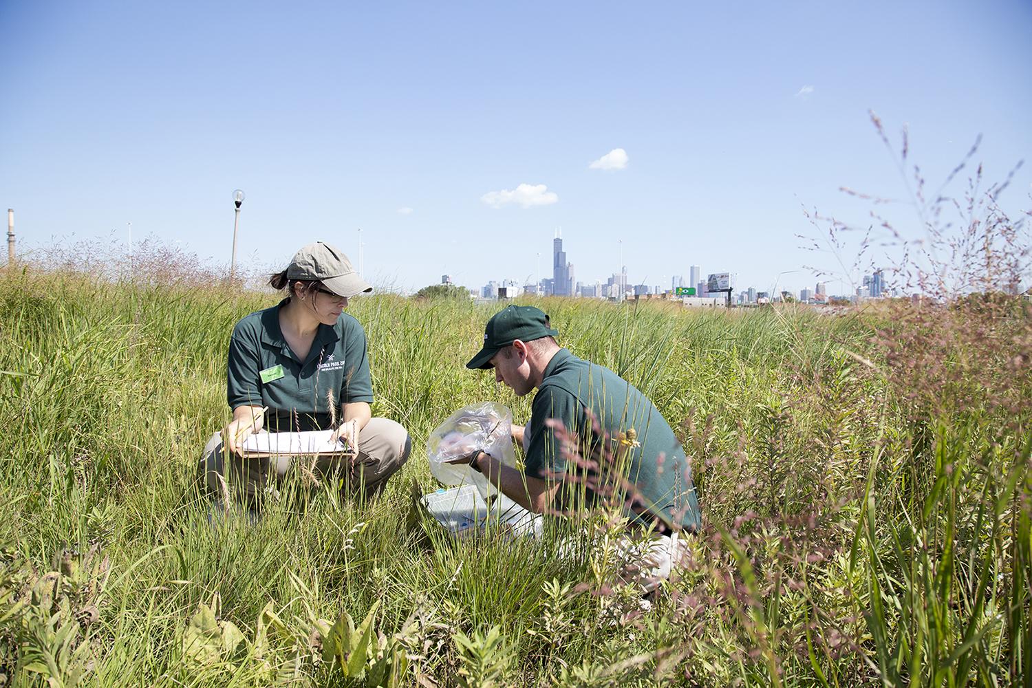 Lincoln Park Zoo scientists examine small mammals near Chicago. (Jillian Braun / Lincoln Park Zoo)