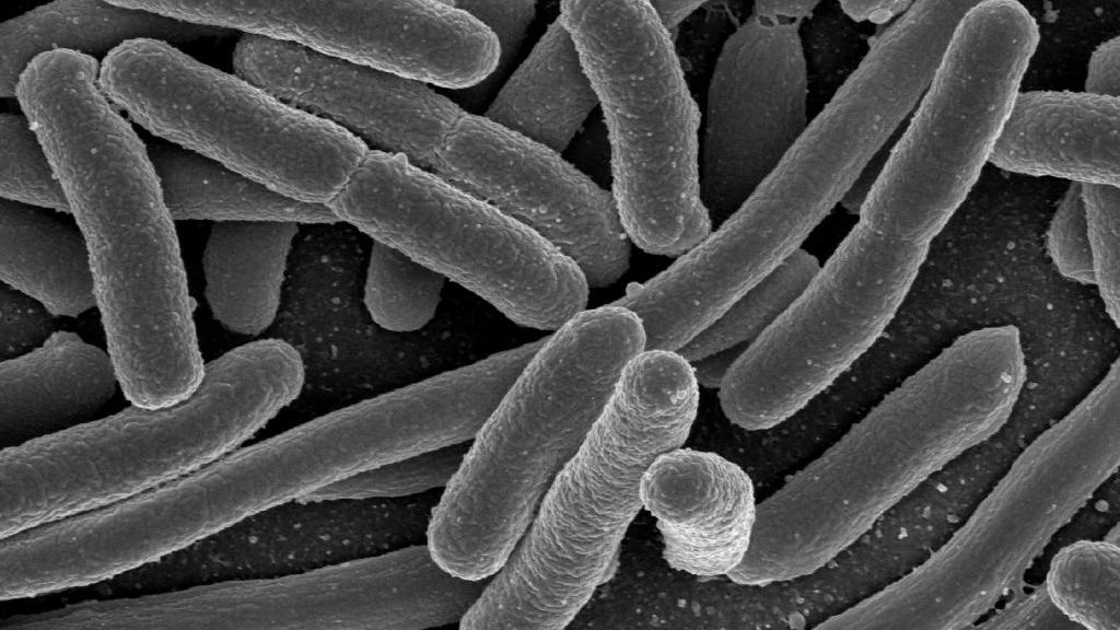 Pictured are E. coli bacteria, one of the many species of bacteria present in the human gut.