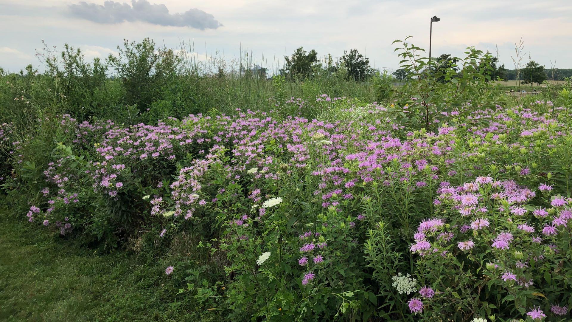 A swath of bee balm at Midewin National Tallgrass Prairie, where some 275 species of native plants are being re-introduced. (Patty Wetli / WTTW News)