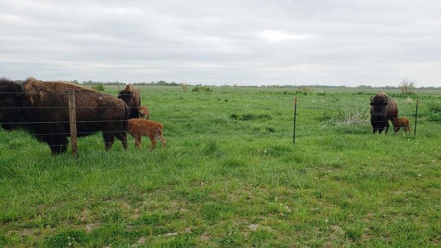 Three new calves were spotted at Midewin National Tallgrass Prairie. (Chris Lundgren / USDA Forest Service)