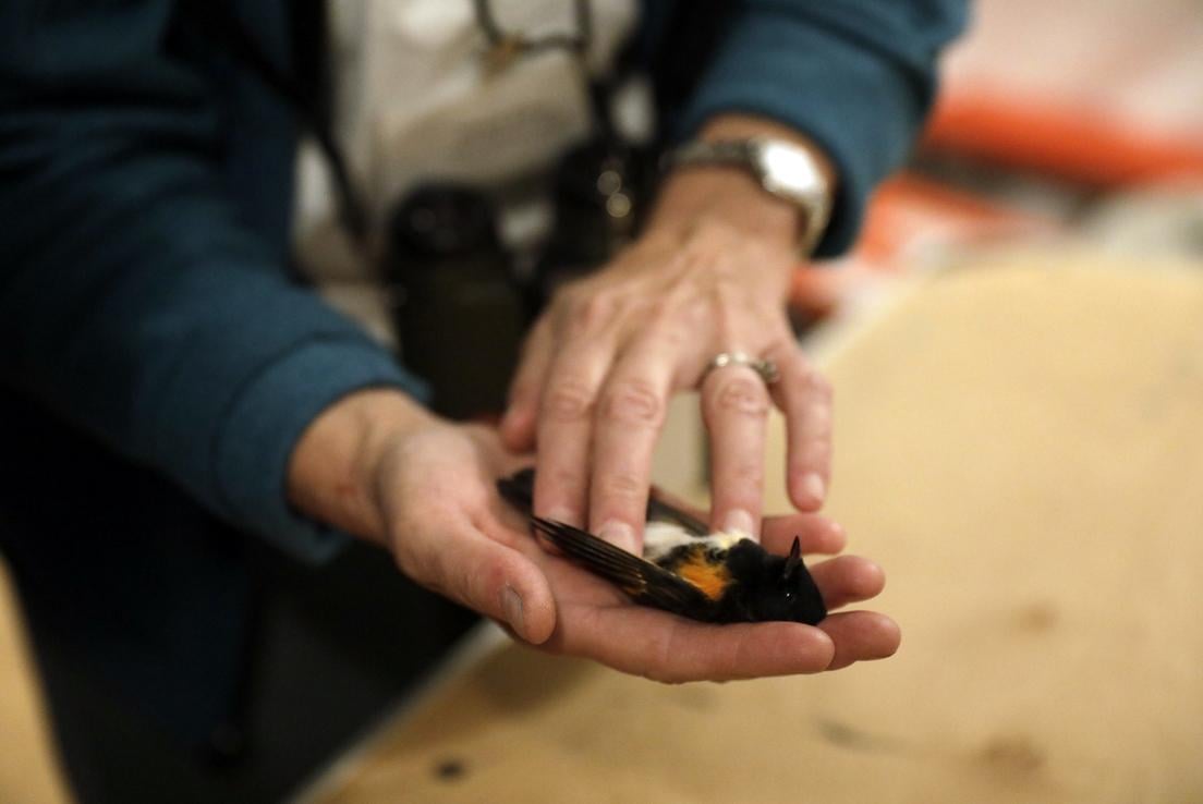 An American Redstart bird after a building collision (Ben Norman / Cornell Lab of Ornithology)