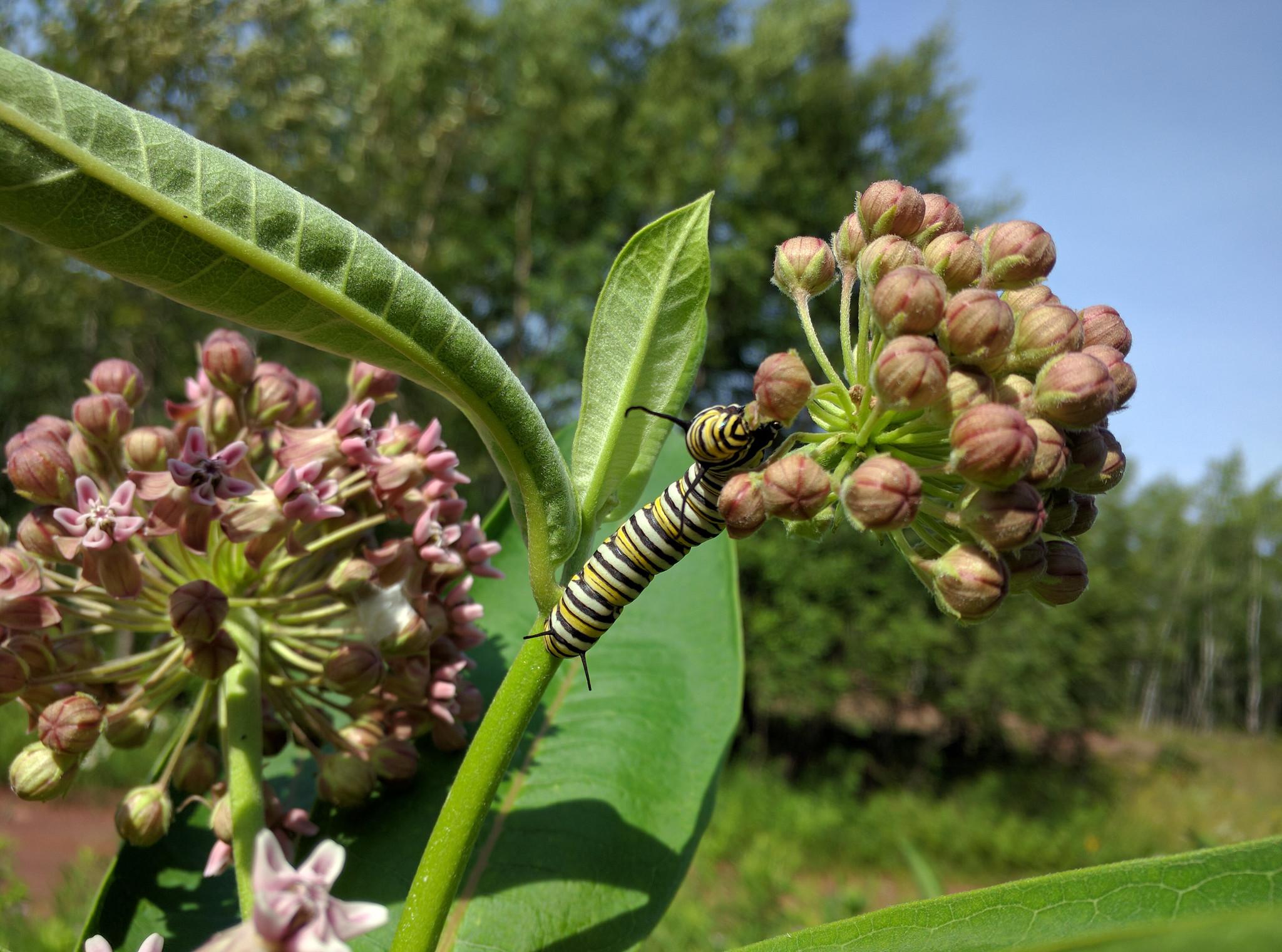 Monarch caterpillar on common milkweed. (U.S. Fish and Wildlife Service / Flickr Creative Commons)