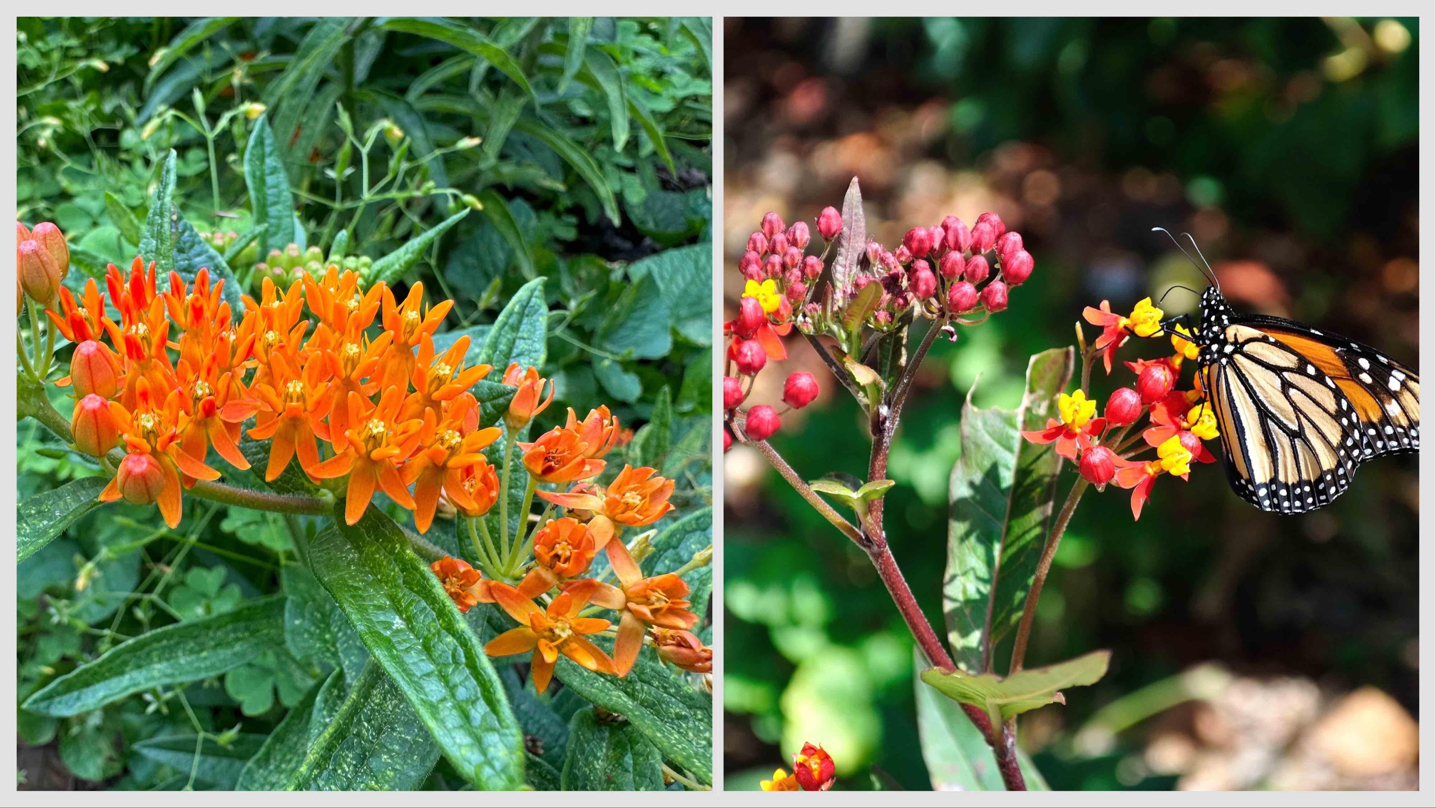 That's native butterfly milkweed on the left and problematic tropical milkweed on the right. (Patty Wetli / WTTW News; Flickr Creative Commons)