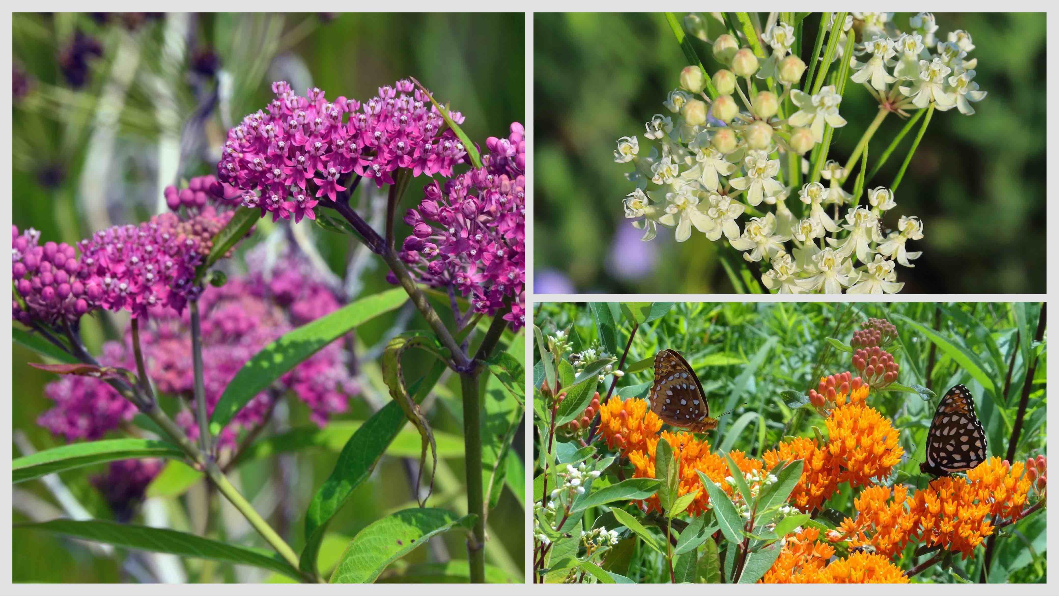 Other milkweed species typically found in Chicago area gardens, clockwise from left: swamp/rose milkweed, whorled milkweed and butterfly milkweed. (Flickr Creative Commons / Public Domain)