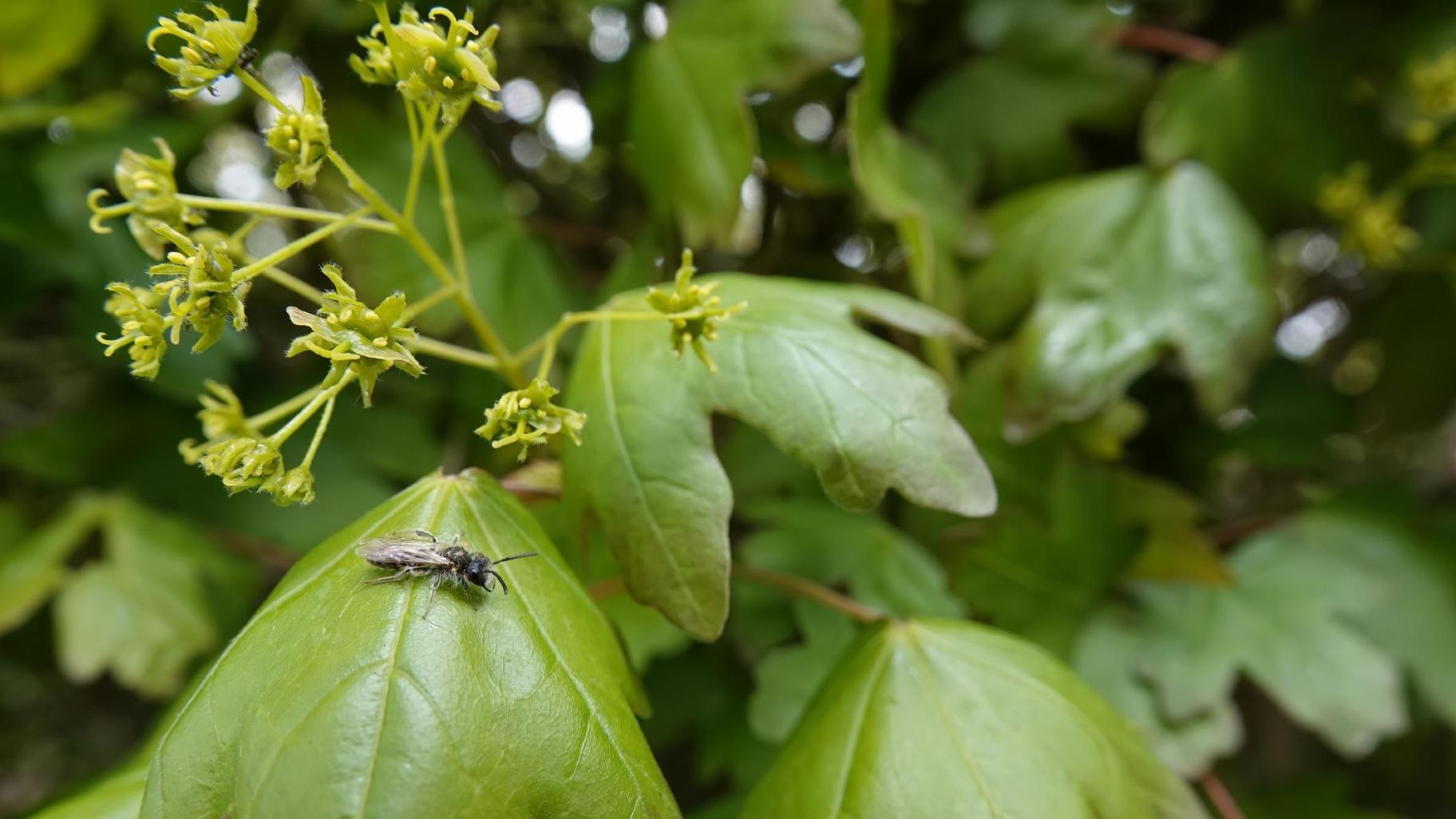 Native mining bees, like the one seen here, are among the earliest pollinators to emerge in spring, and you'll find them on early native bloomers like golden alexander and trout lily. (Wirestock / iStock)    