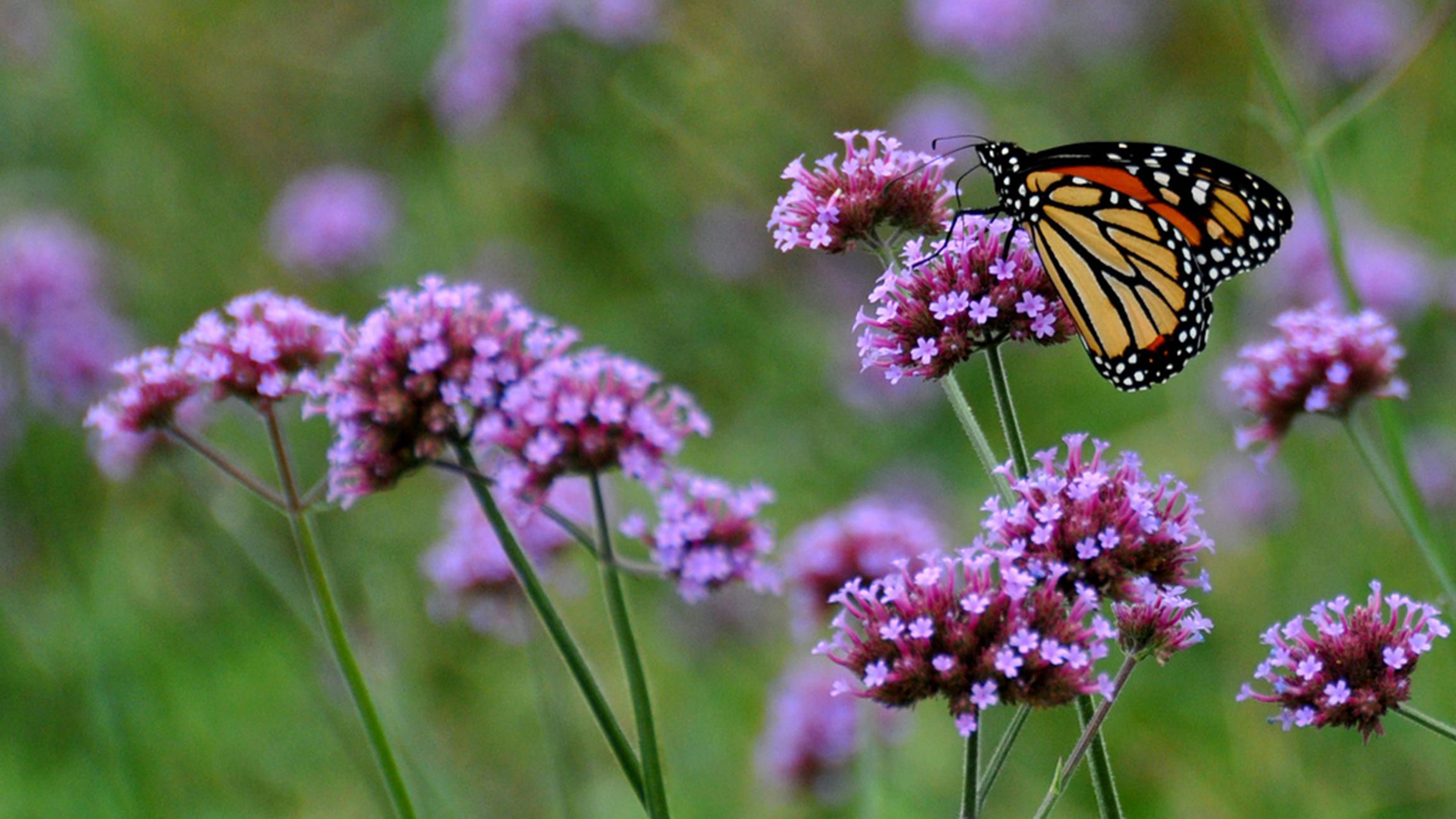 The population of the monarch butterfly -- seen here in Chicago's Grant Park -- has declined by more than 80 percent over the past two decades. A 2016 study claims the decline of milkweed plants in the Midwest is a contributing factor. (Oriol Gascón i Cabestany / Flickr)