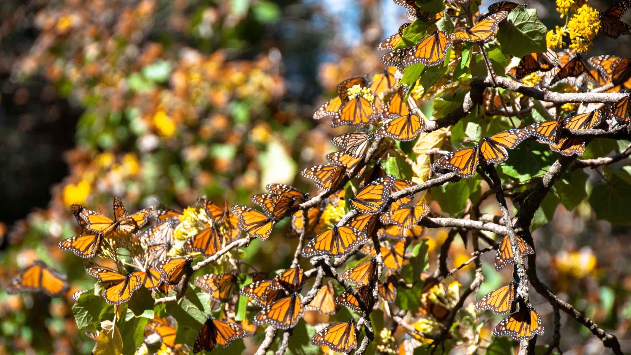 Monarch butterflies roosting at their wintering site in Mexico. (Alberto Loyo / iStock)