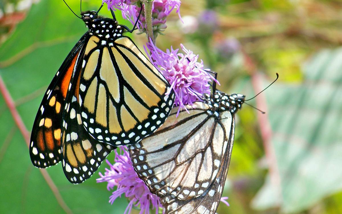 Monarch butterflies at Lincoln Park Zoo’s Nature Boardwalk (Courtesy Lincoln Park Zoo) 