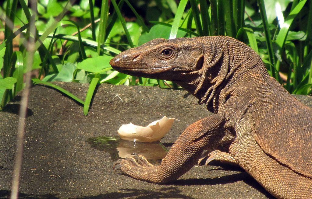 Monitor lizard (Sanjay Thankaraj / Creative Commons)