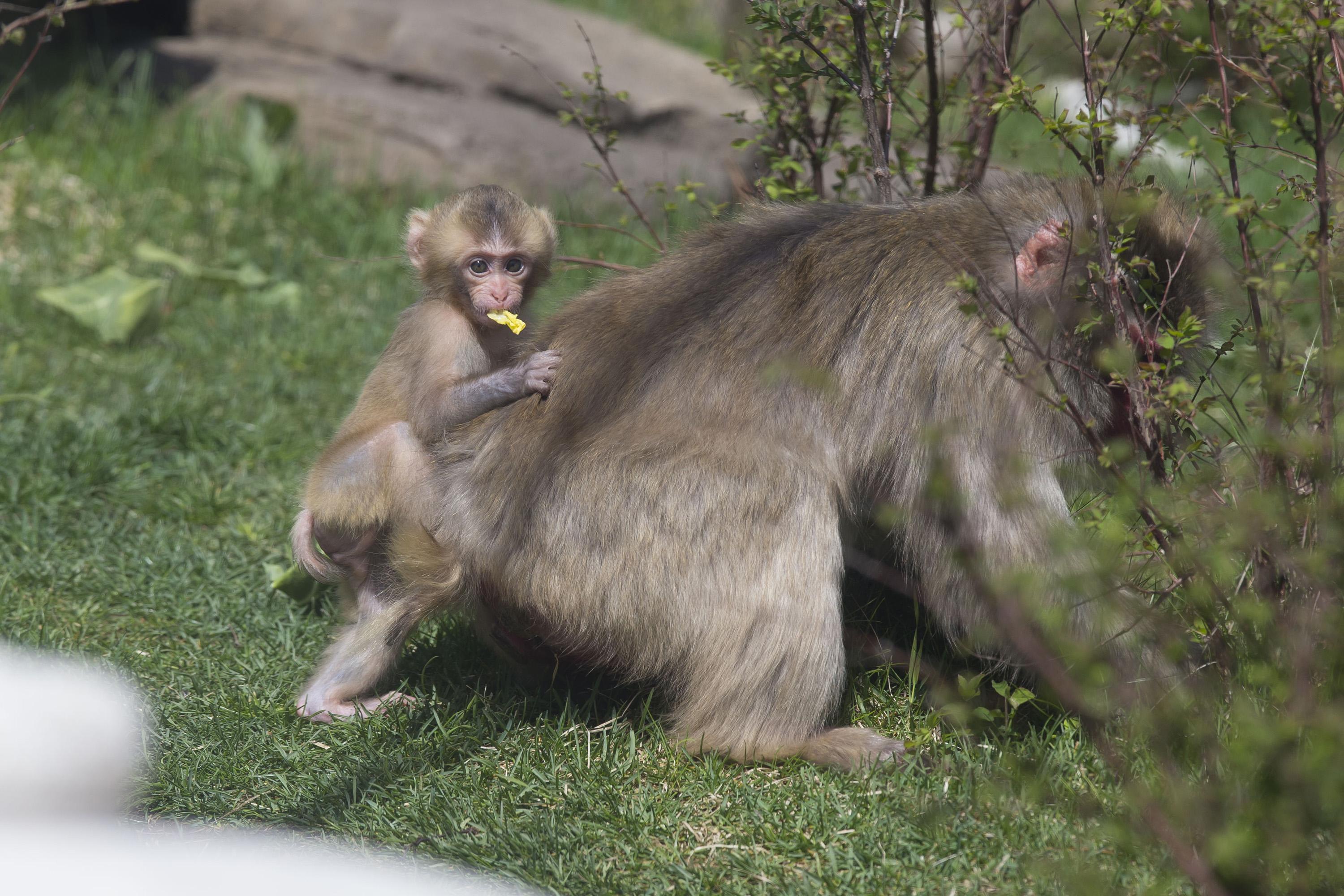 Iwaki, one of four Japanese macaques born since 2014 at Lincoln Park Zoo. (Todd Rosenberg / Lincoln Park Zoo)