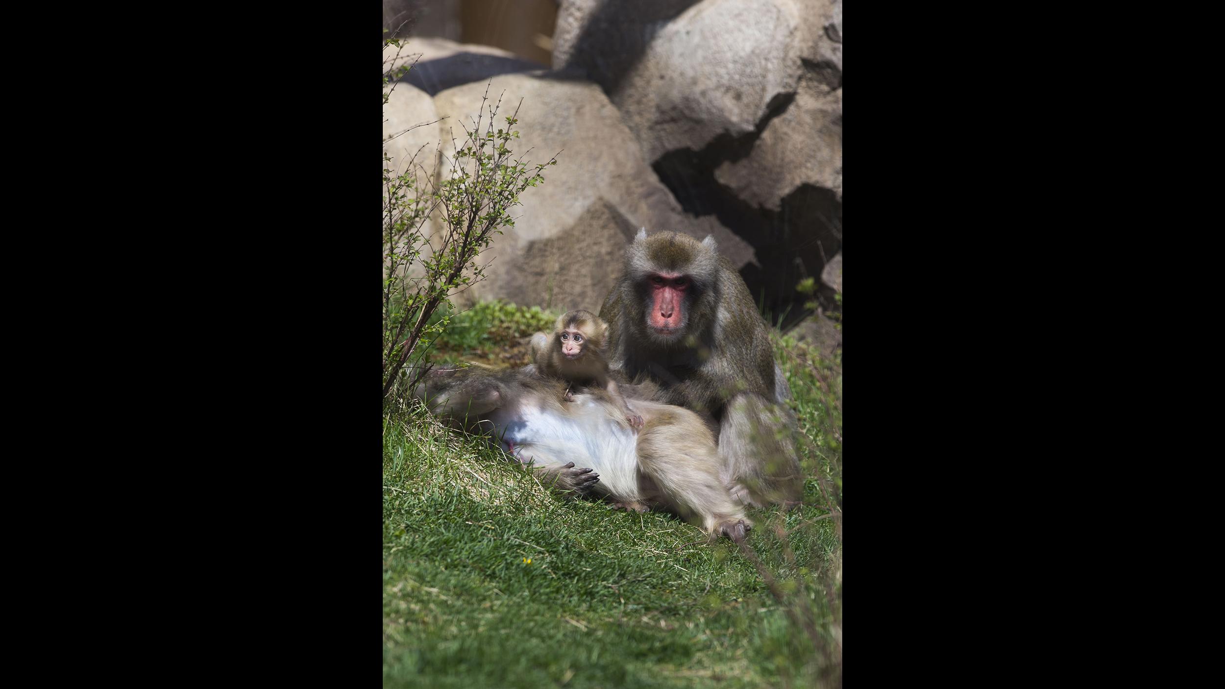Miyagi, one of three adult male Japanese macaques at Lincoln Park Zoo, with offspring Iwaki. (Todd Rosenberg / Lincoln Park Zoo)