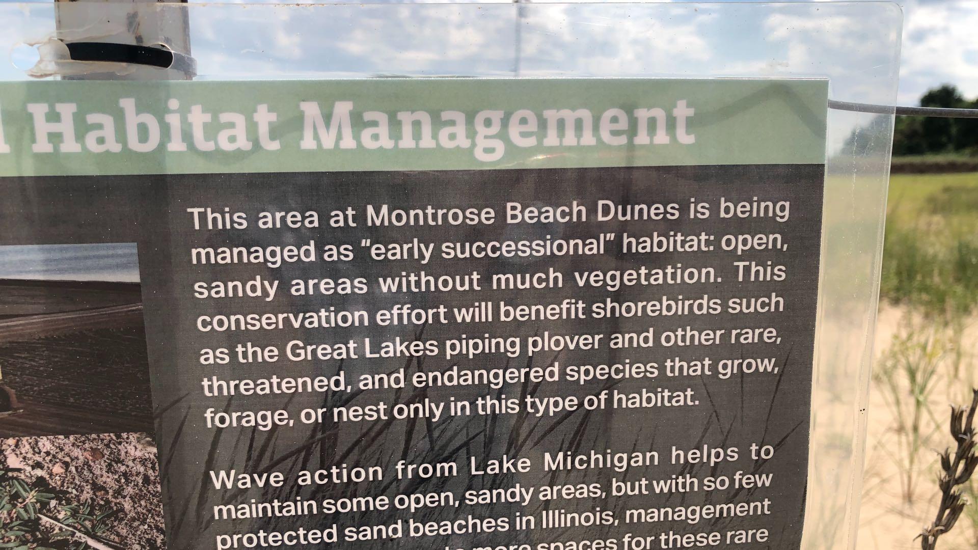 The signage describing the management process at Montrose Dunes is "so ironic," said Melissa Foster, given the invasive vegetation marching across the sand. (Patty Wetli / WTTW News)