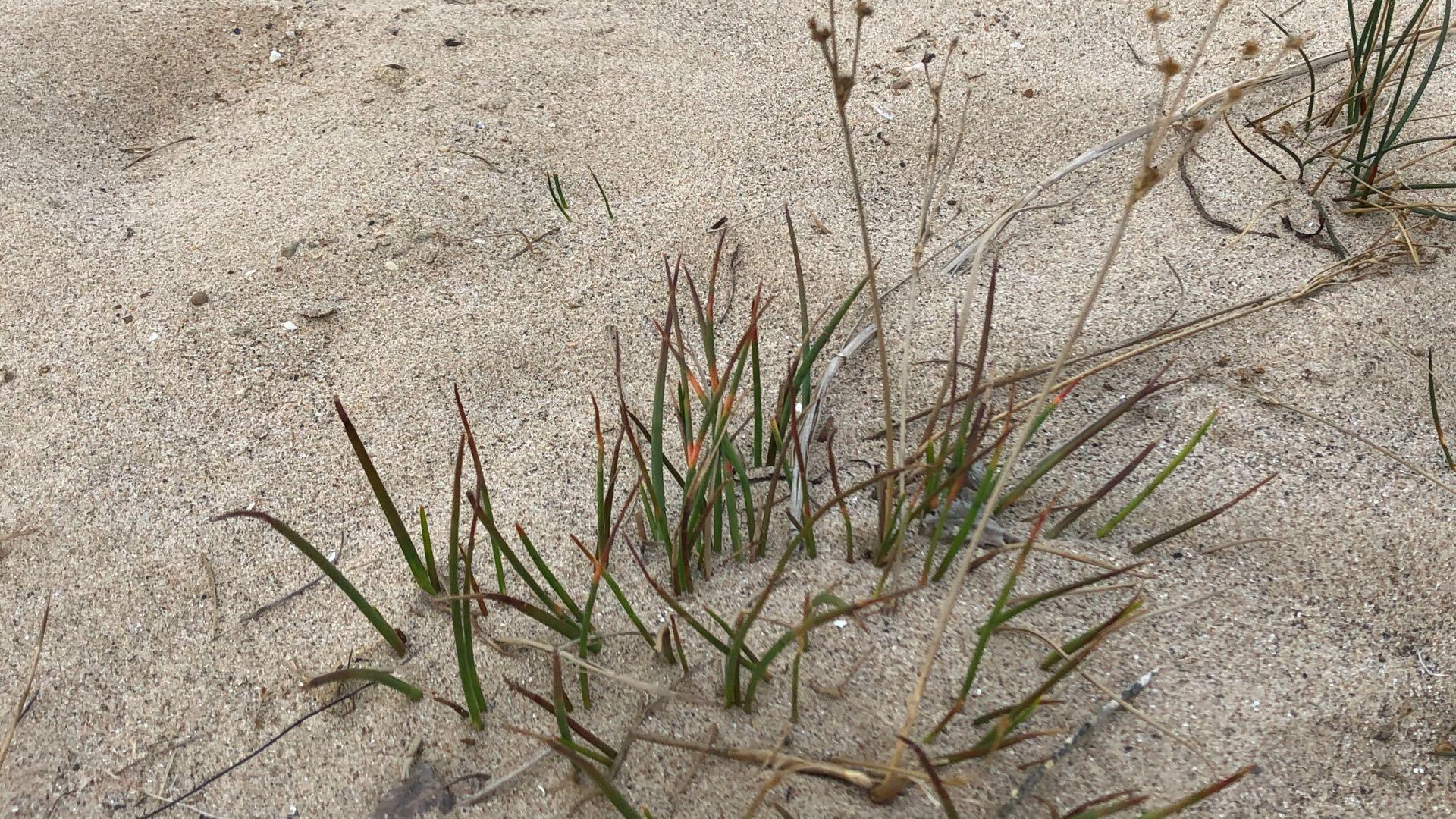 Vegetation emerging in the spring at Montrose Dune Natural Area. (Patty Wetli / WTTW News)