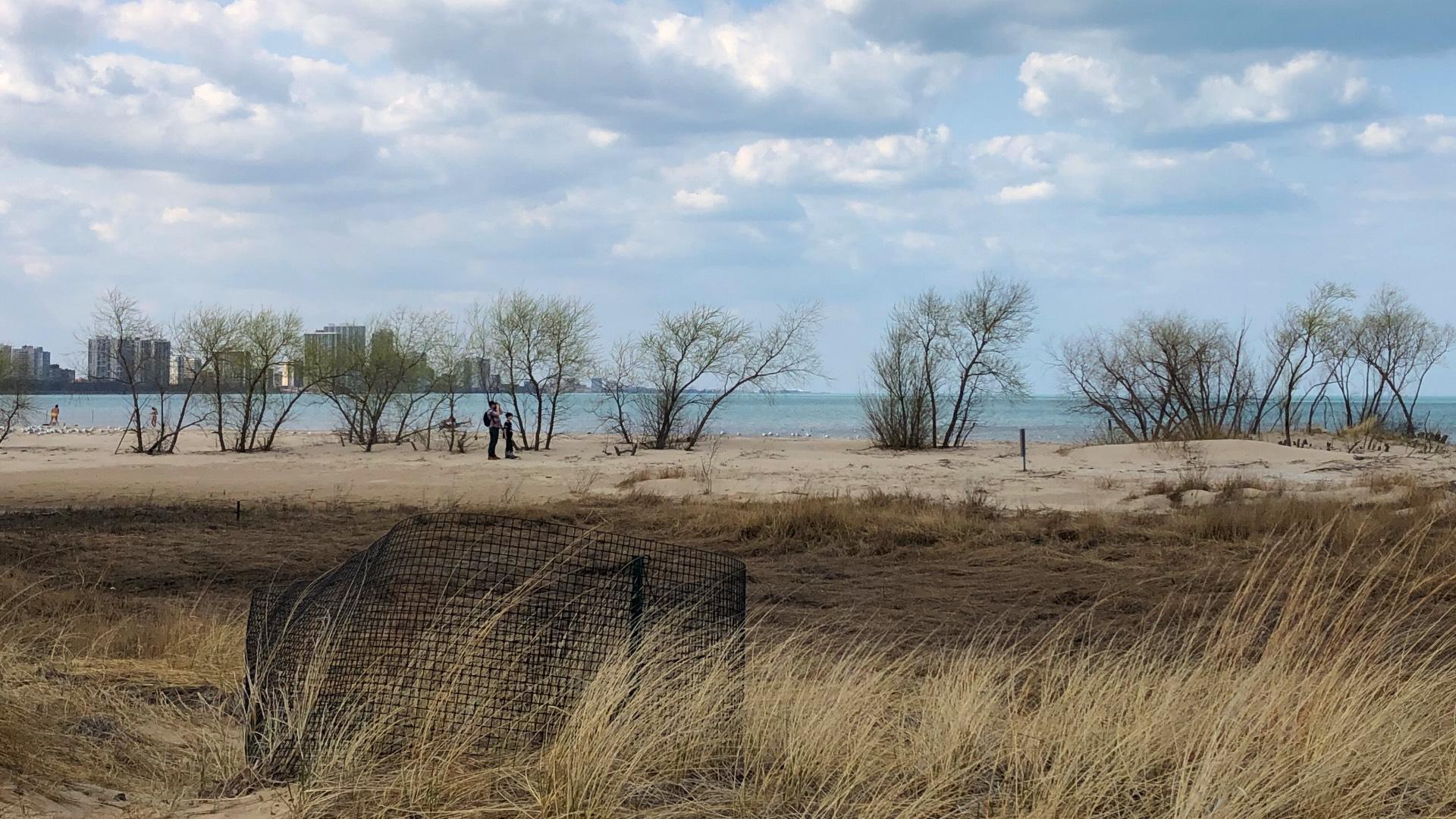 More Room for Plovers as Park District OKs Expansion of Protected Montrose Dune Natural Area | Chicago News More Room for Plovers as Park District OKs Expansion of Protected Montrose Dune Natural Area | Chicago News